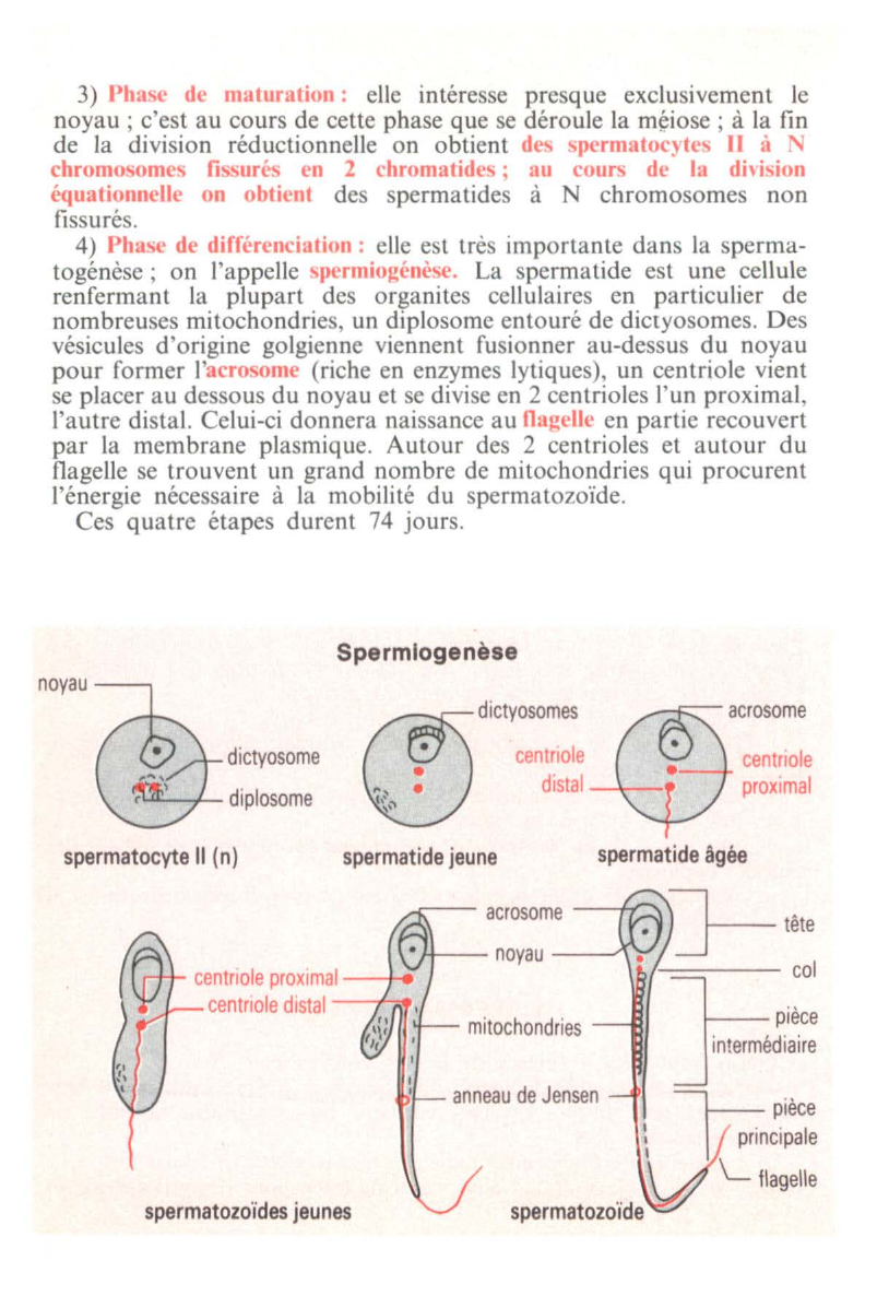 Prévisualisation du document Le brassage chromosomique et allélique chez les diploïdes (SVT)