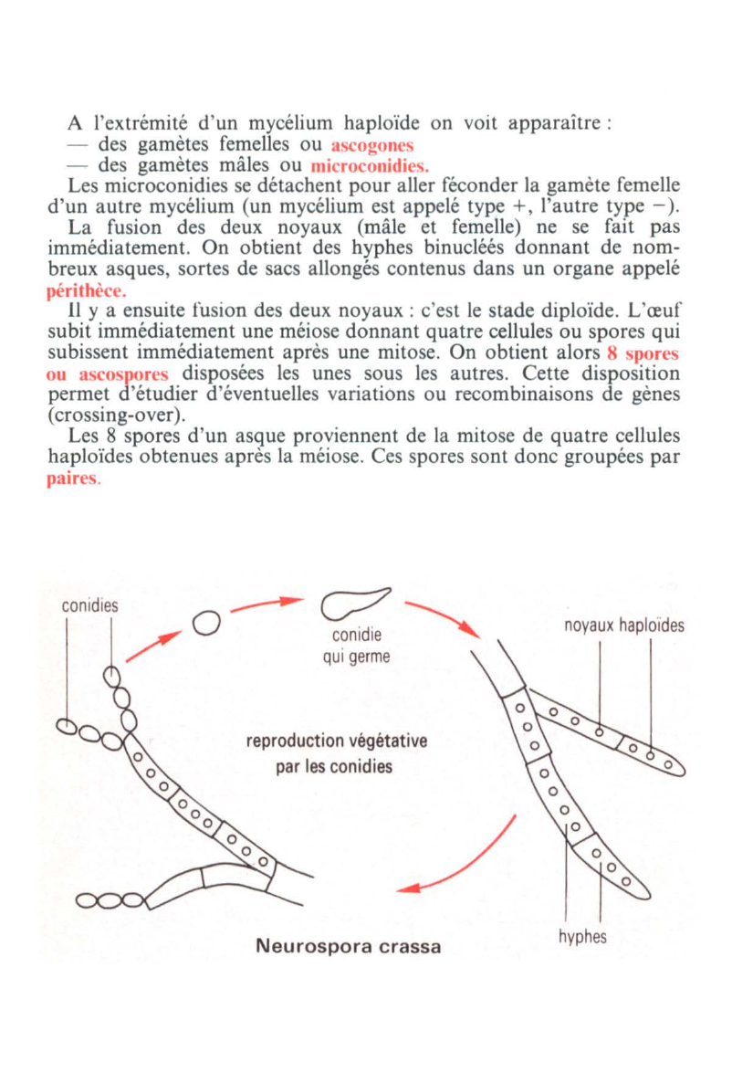 Prévisualisation du document Le brassage chromosomique - SVT