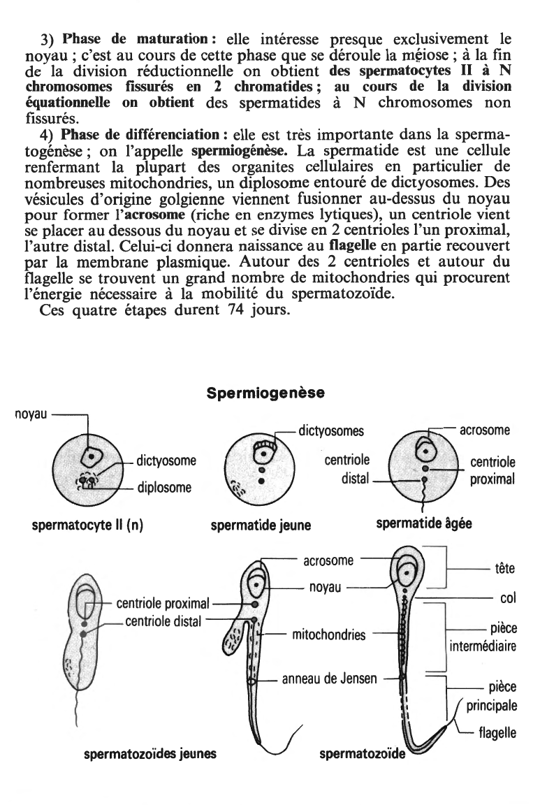 Prévisualisation du document Le brassage chromosomique
