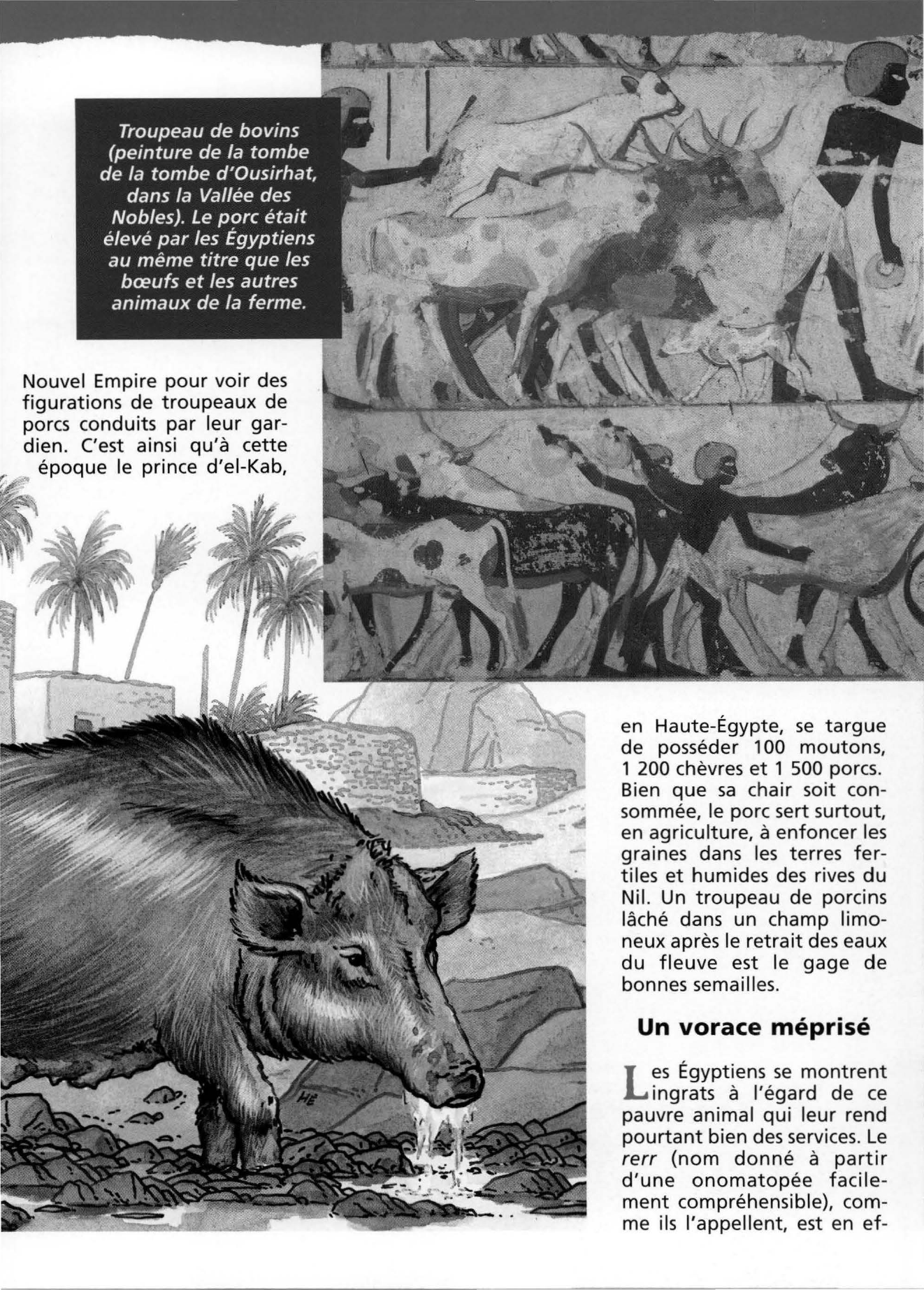 Prévisualisation du document Le cochon, animal familier des Egyptiens