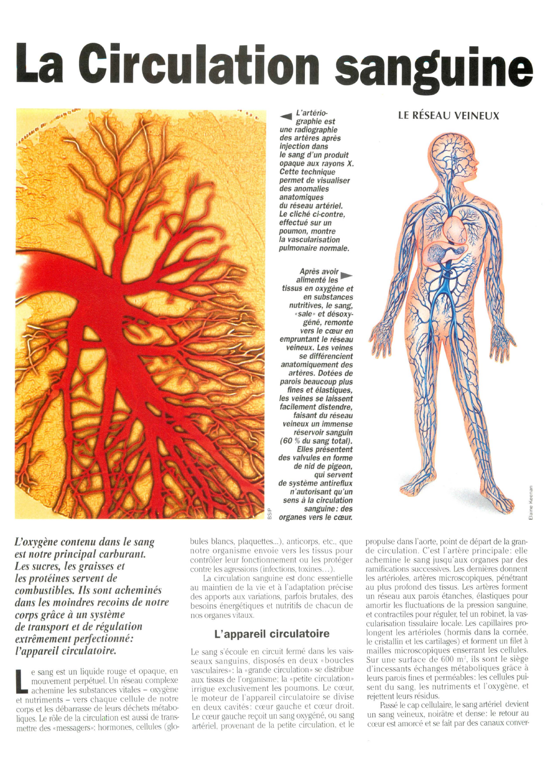 Prévisualisation du document Le corps humain: la circulation sanguine