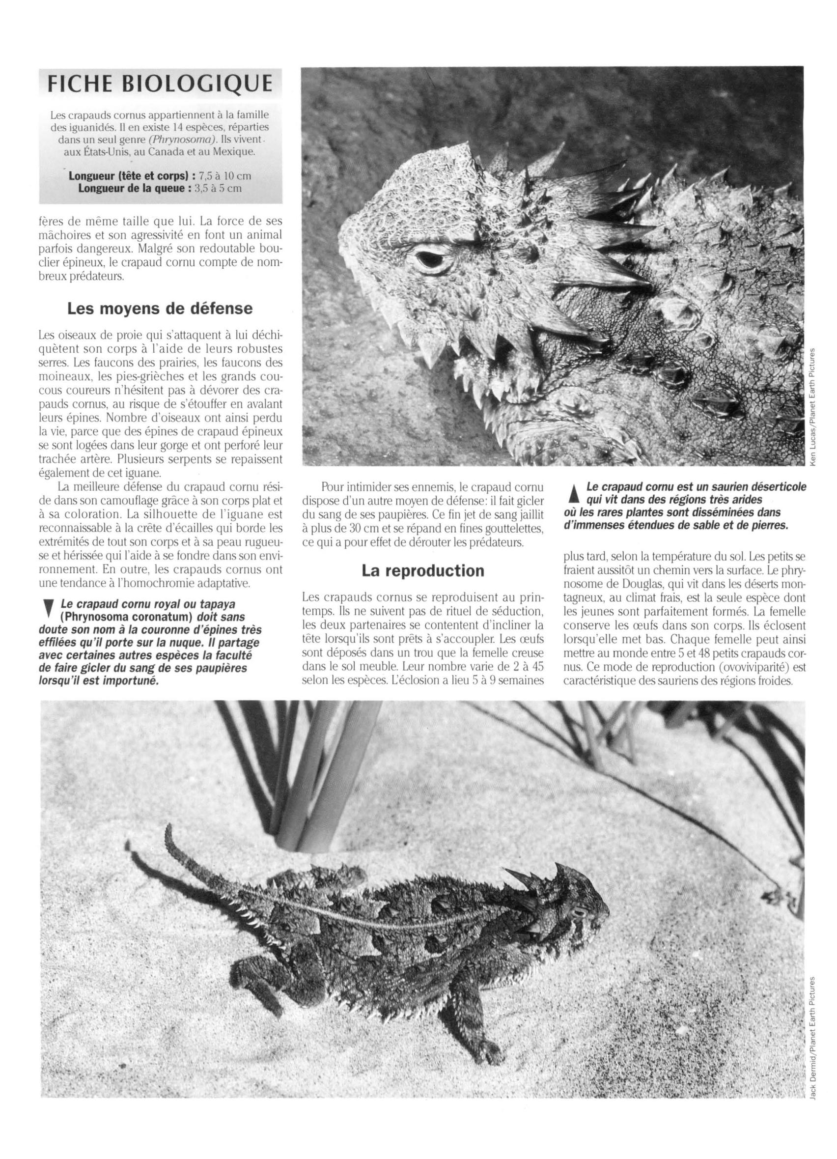 Prévisualisation du document Le Crapaud cornu