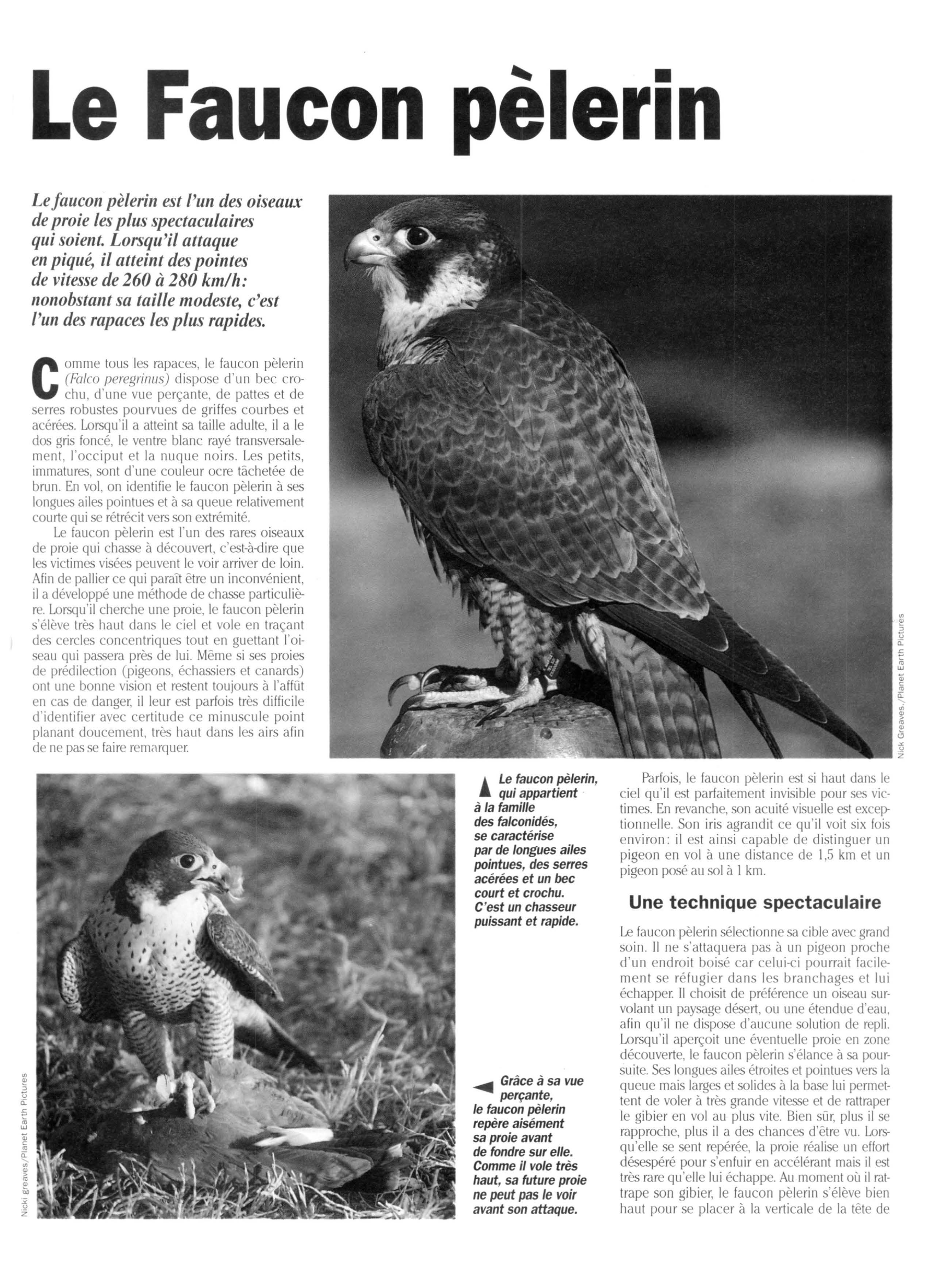 Prévisualisation du document Le faucon pèlerin (Faune et Flore)