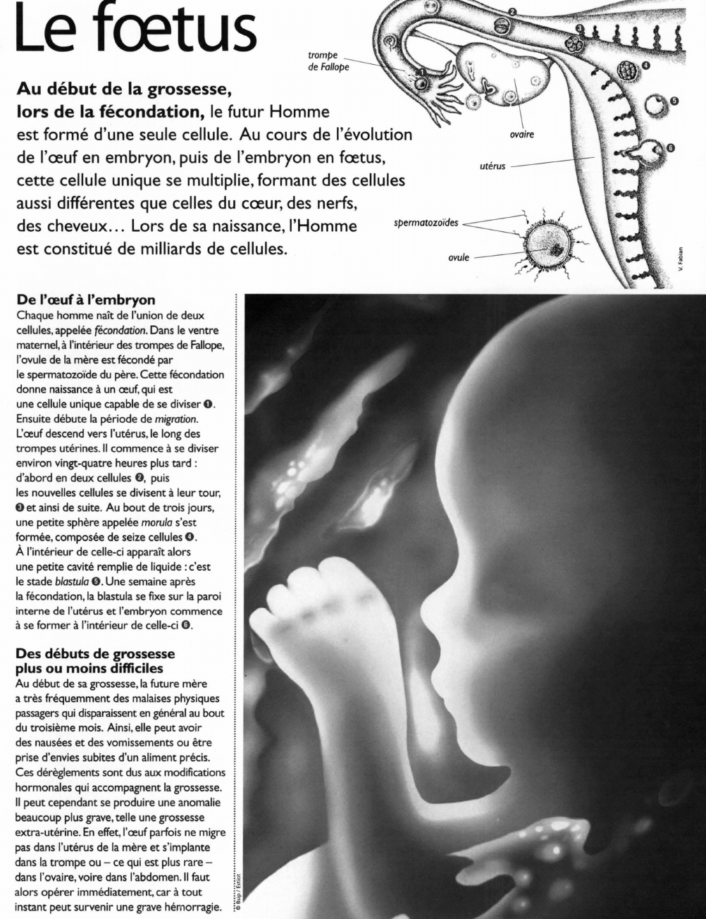 Prévisualisation du document Le foetus
