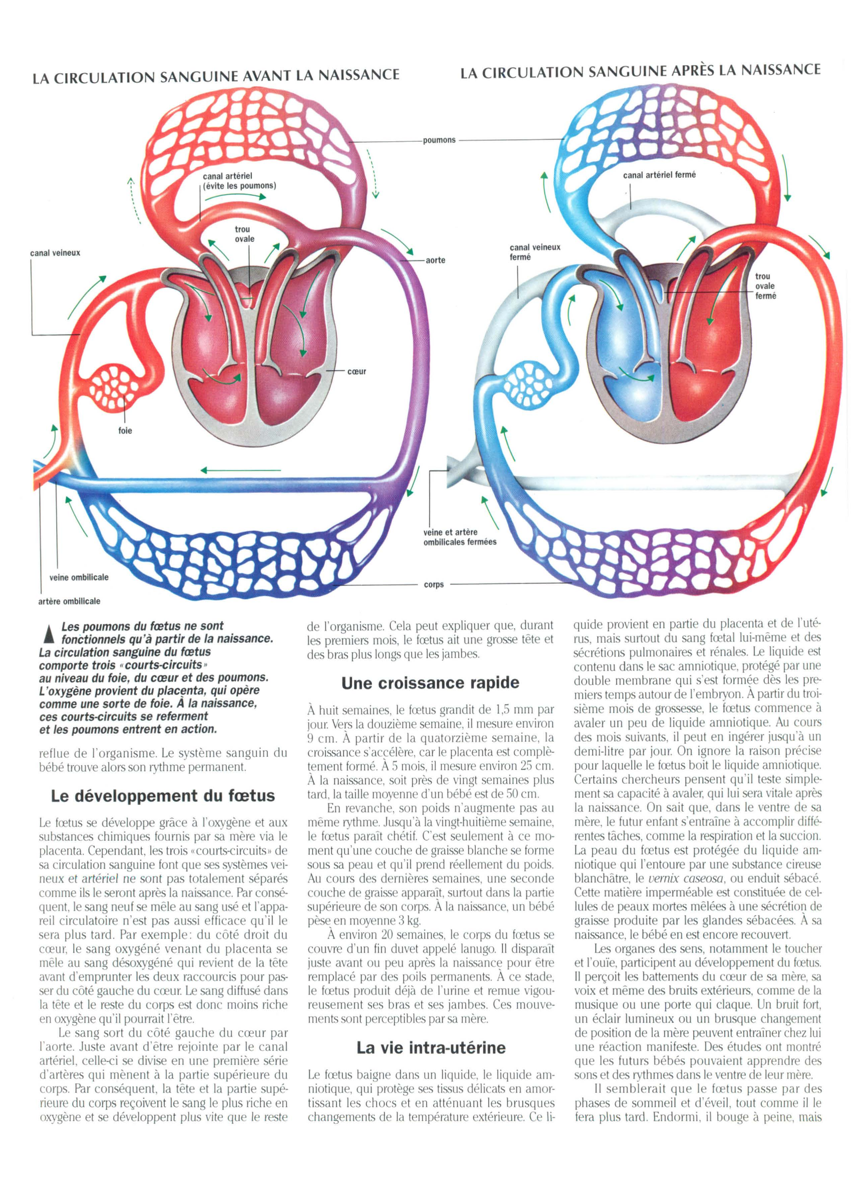 Prévisualisation du document Le Foetus (biologie -SVT)