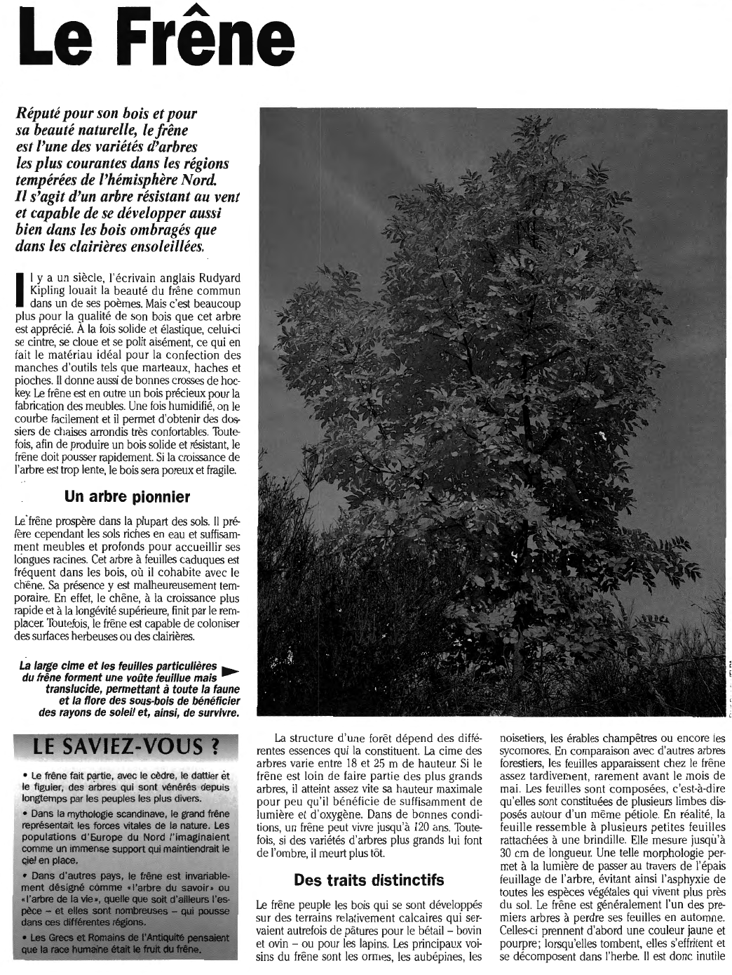 Prévisualisation du document Le Frêne