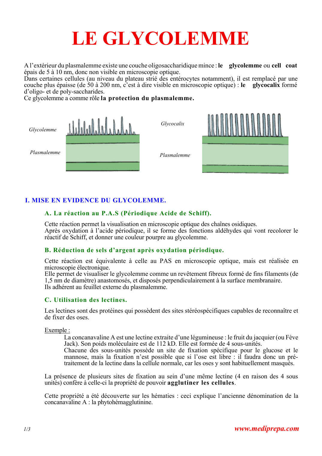 Prévisualisation du document LE GLYCOLEMME