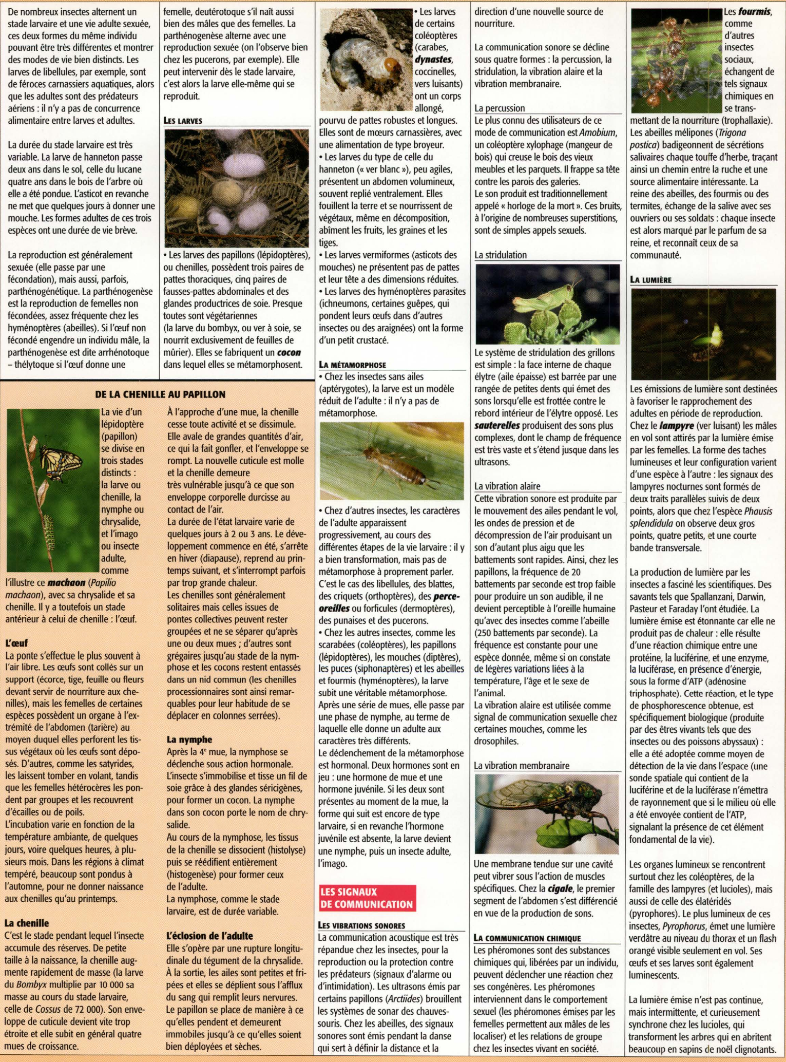 Prévisualisation du document le groupe des insectes (Exposé – SVT – Collège/Lycée)