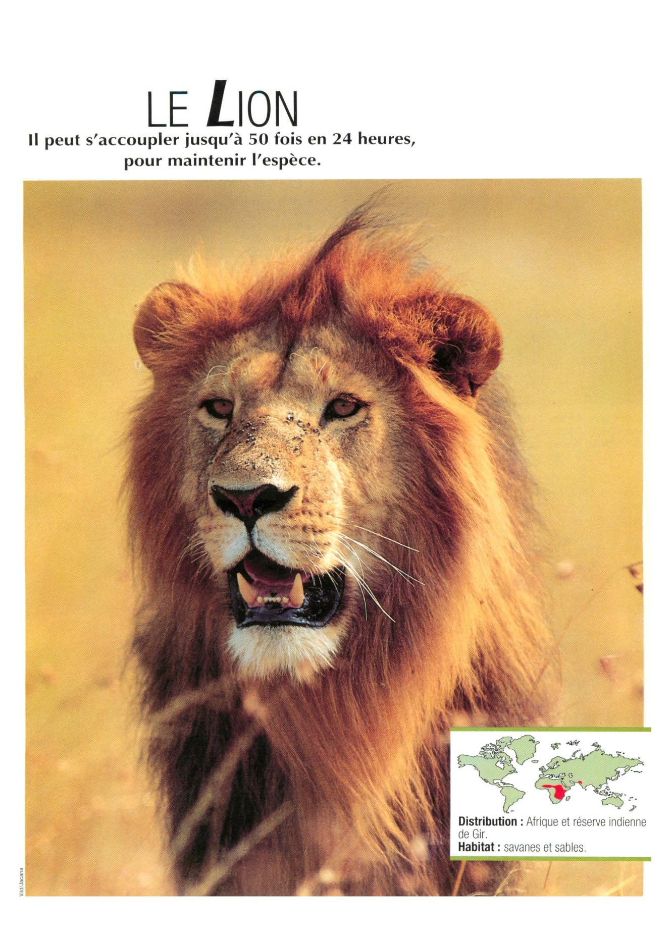Prévisualisation du document Le lion (Faune et Flore)