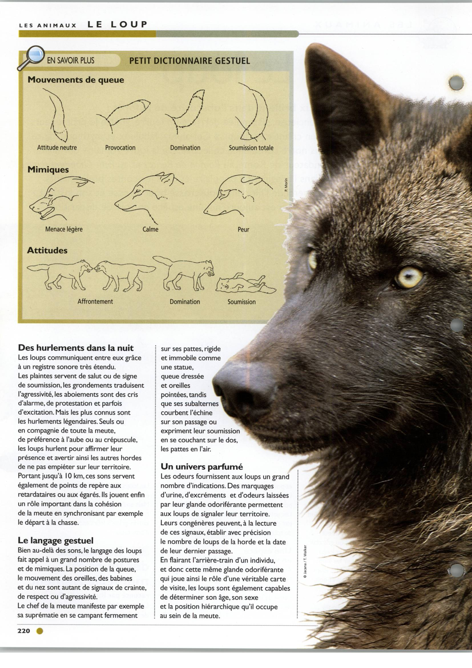 Prévisualisation du document Le loup