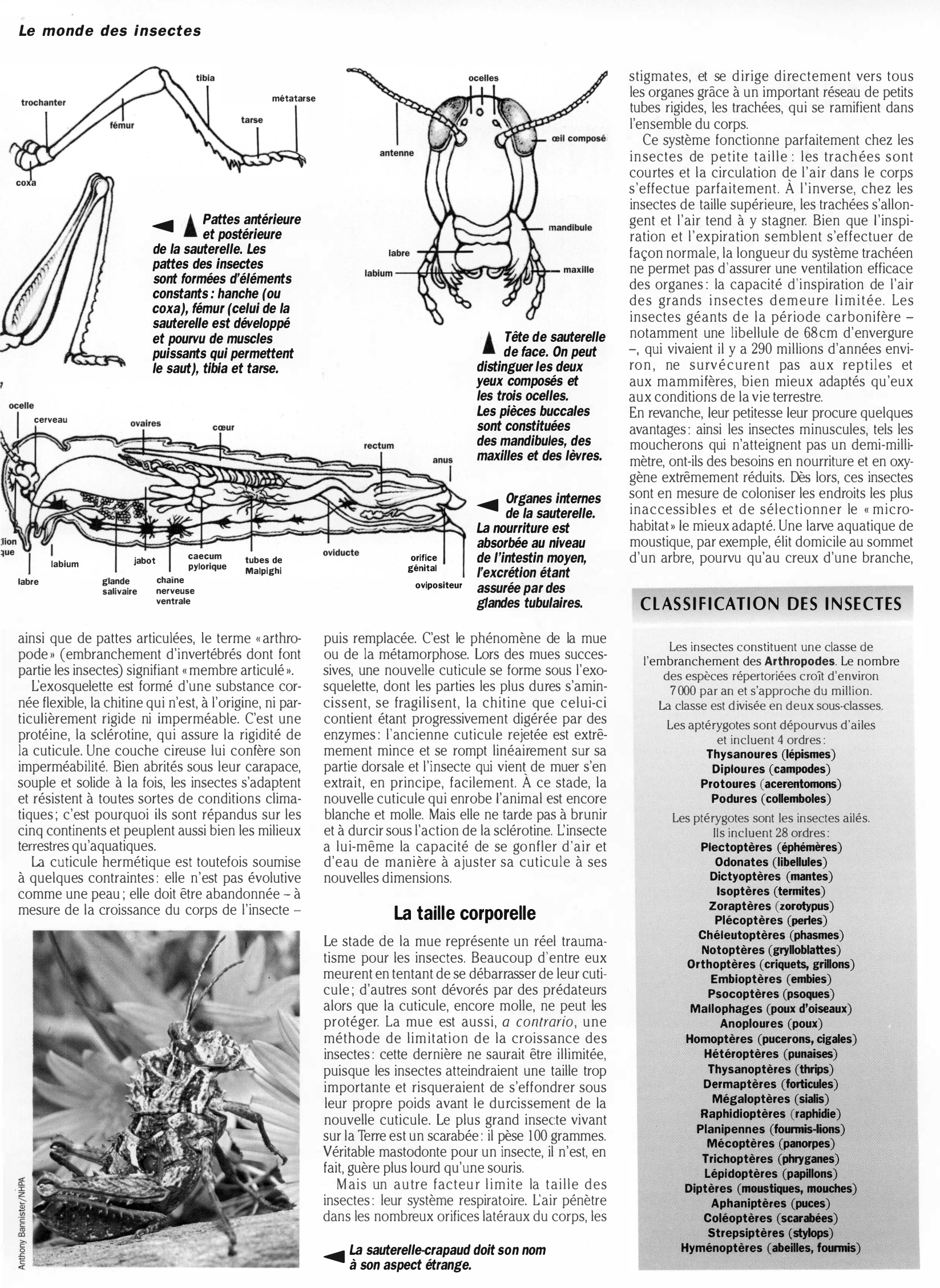 Prévisualisation du document LE MONDE DES INSECTES