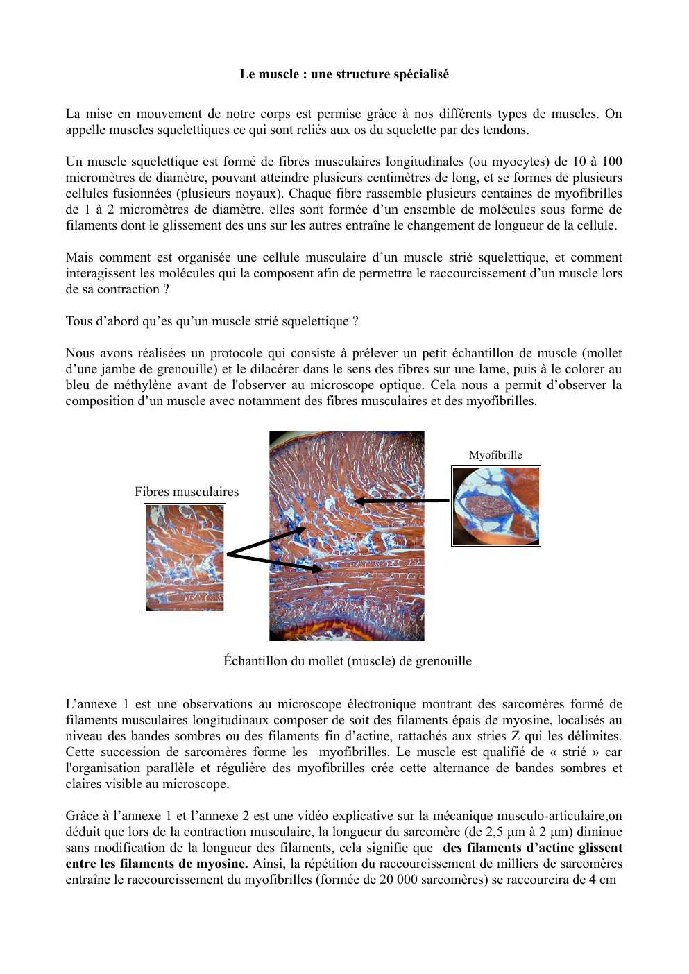 Prévisualisation du document Le muscle : une structure spécialisé