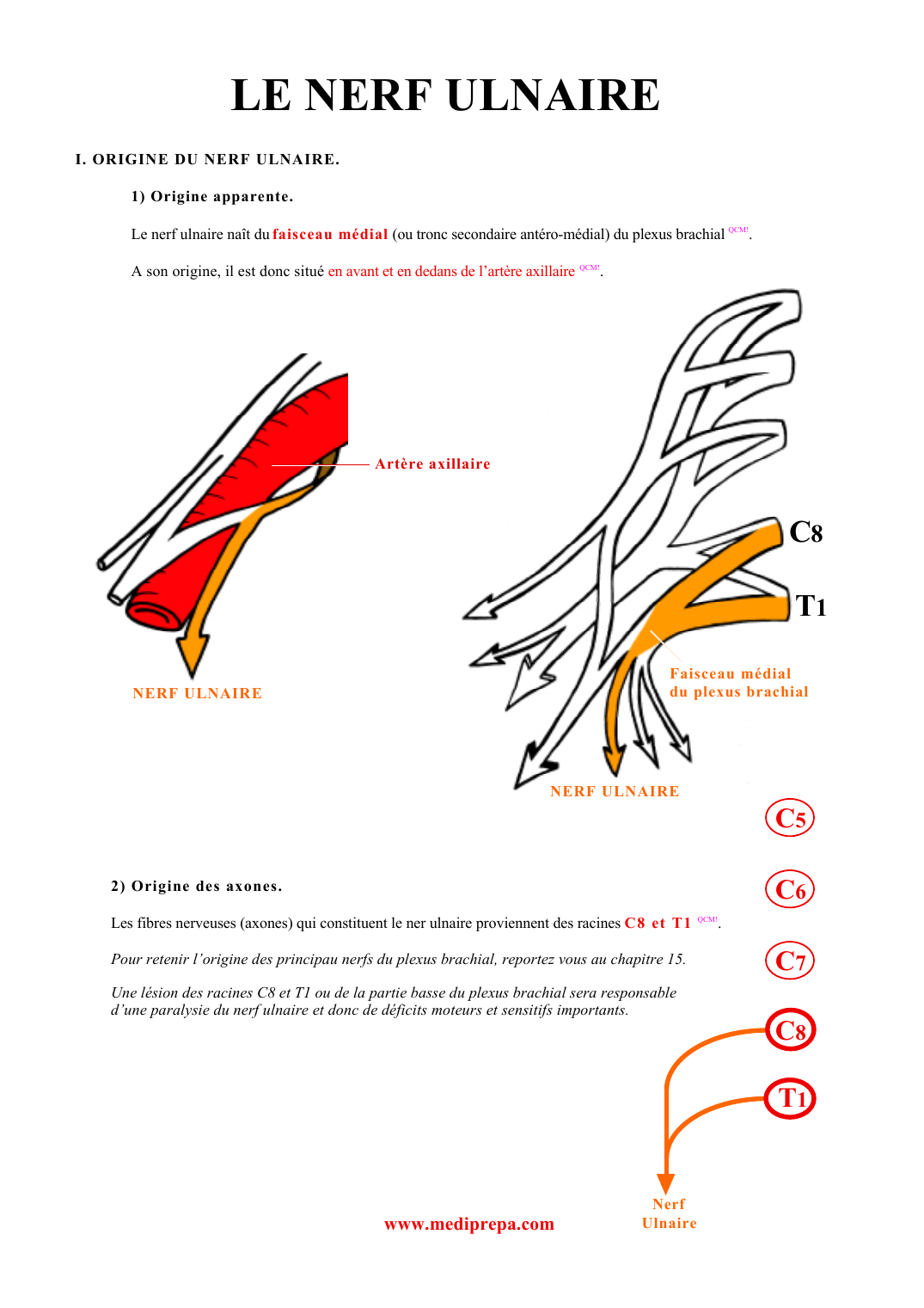 Prévisualisation du document LE NERF ULNAIREI.