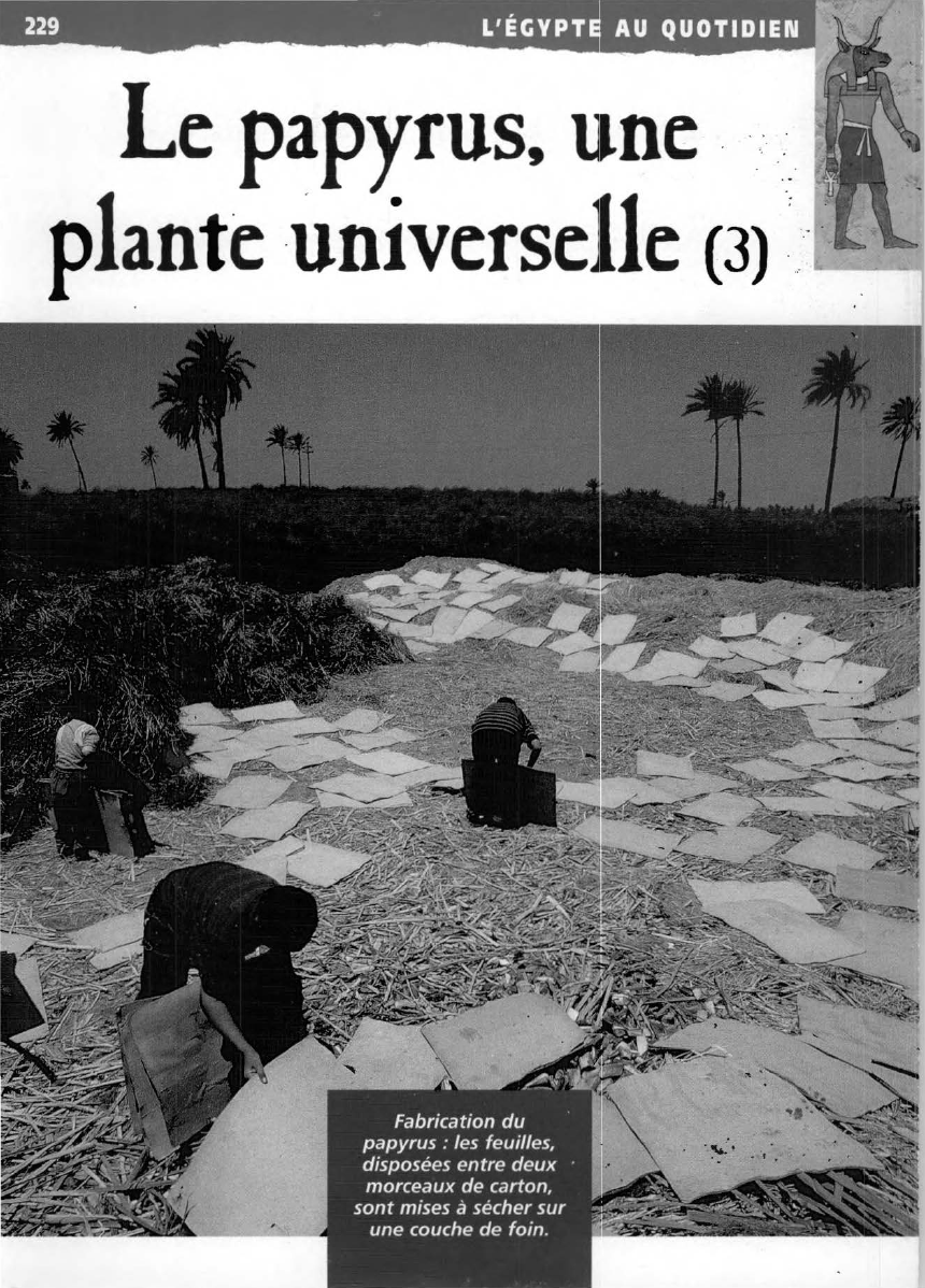 Prévisualisation du document Le papyrus