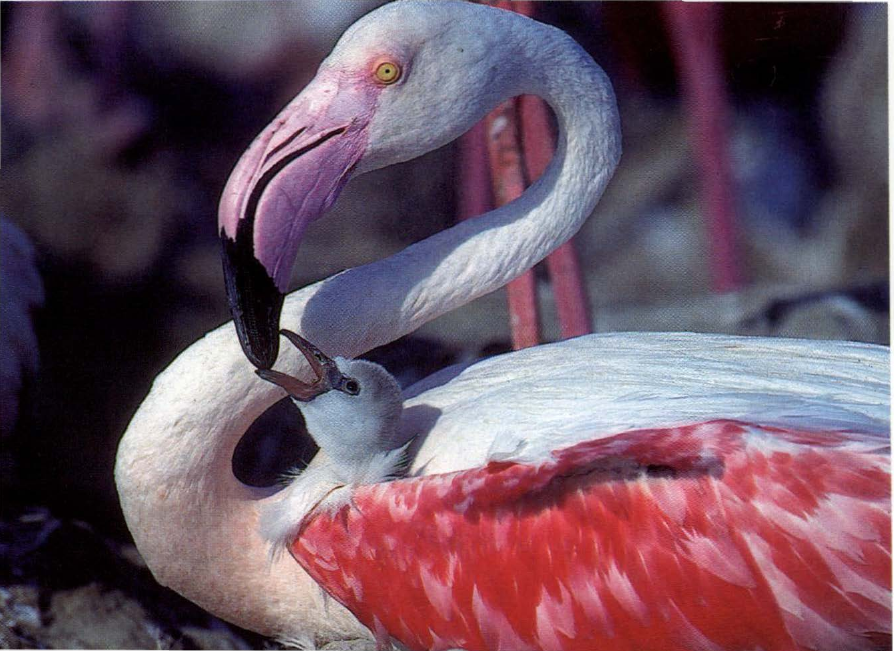 Prévisualisation du document Le petit du flamant rose