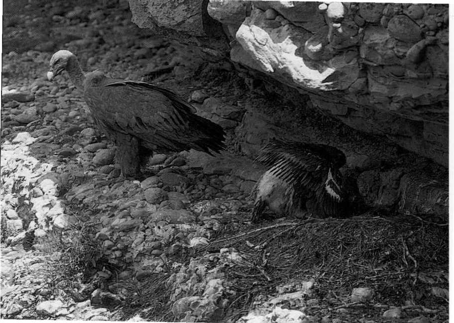 Prévisualisation du document Le petit du vautour fauve