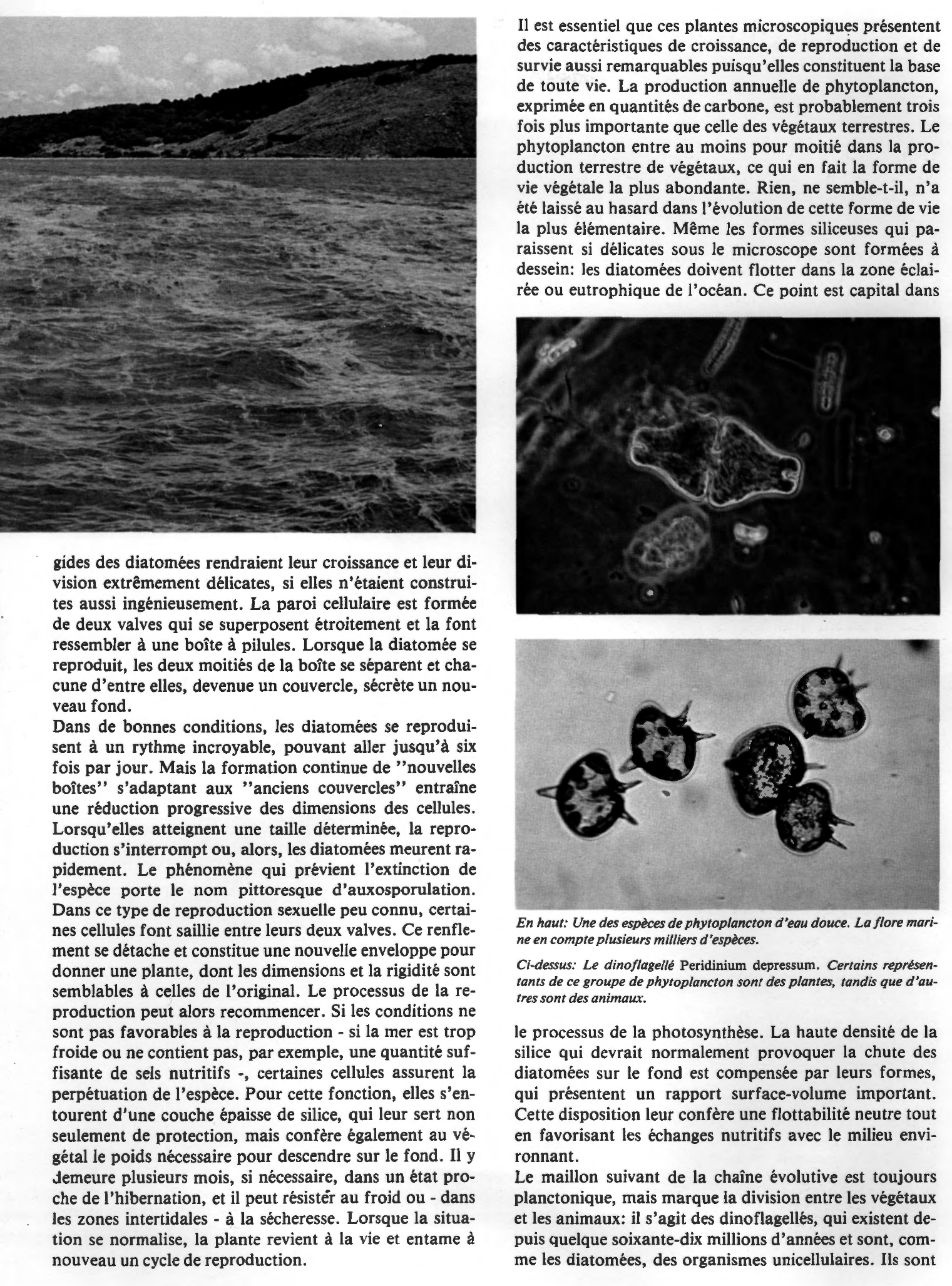 Prévisualisation du document Le plancton