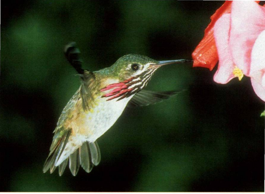 Prévisualisation du document Le plus petit oiseau d'Amérique du Nord