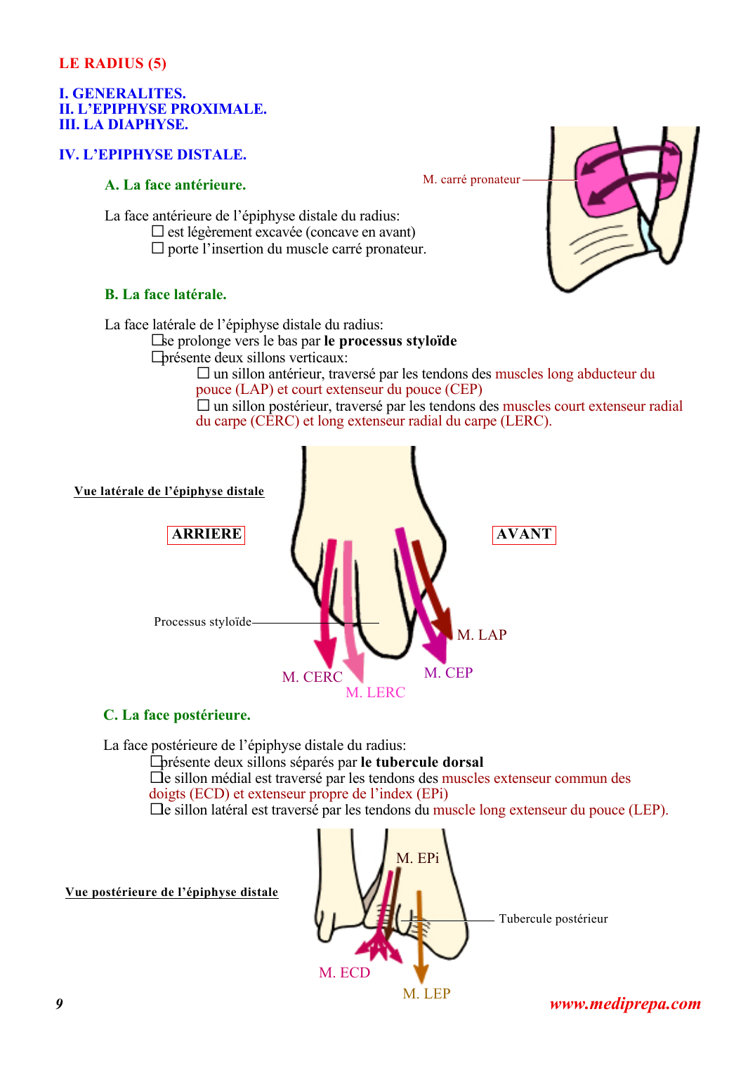 Prévisualisation du document LE RADIUS (5)I.