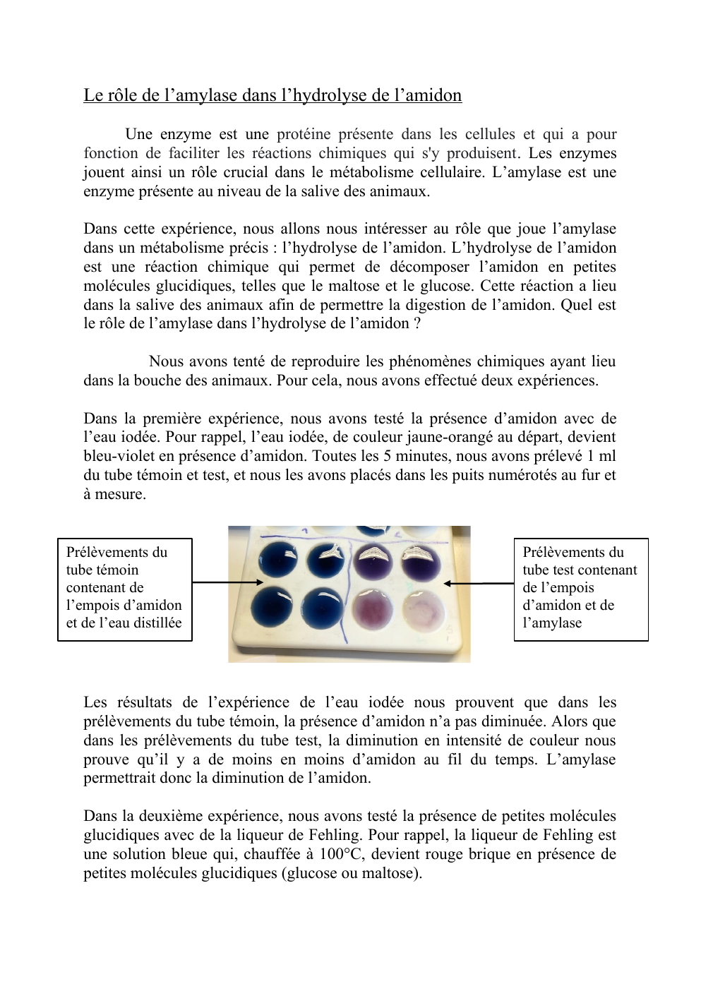 Prévisualisation du document Le rôle de l’amylase dans l’hydrolyse de l’amidon