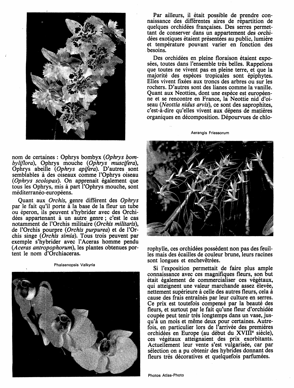 Prévisualisation du document Le Salon des Orchidées