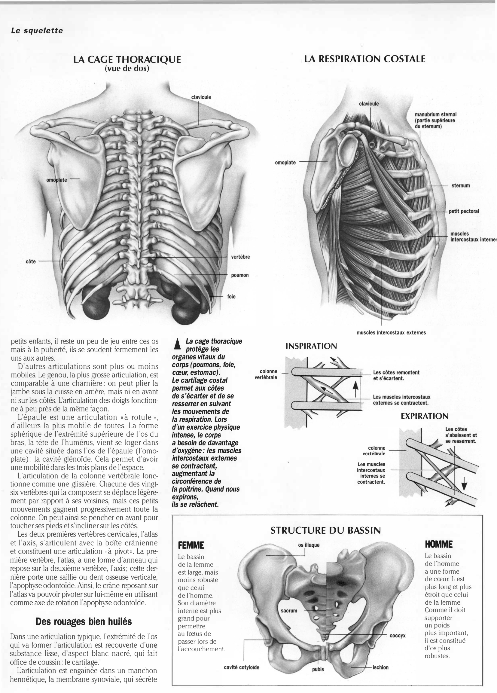 Prévisualisation du document LE SQUELETTE