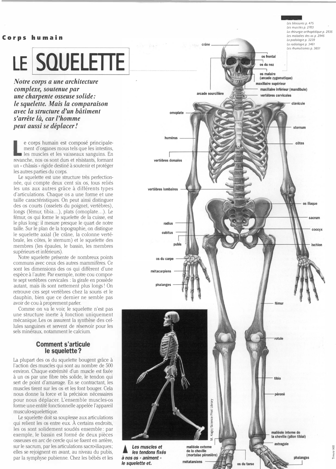 Prévisualisation du document LE SQUELETTE