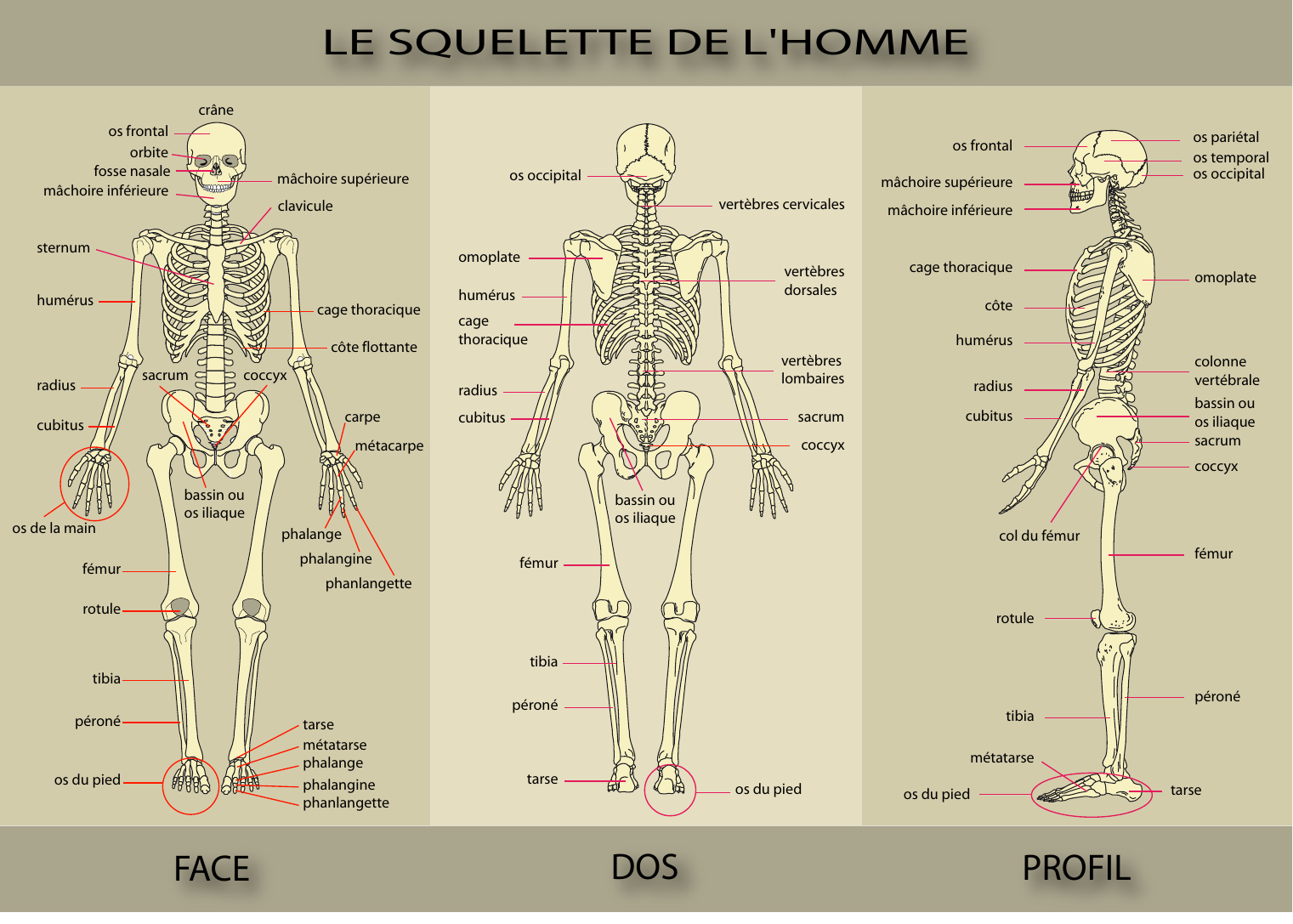 Prévisualisation du document LE SQUELETTE DE L'HOMMEcrâneos frontalorbitefosse nasalemâchoire inférieureos occipitalmâchoire supérieuremâchoire supérieurevertèbres