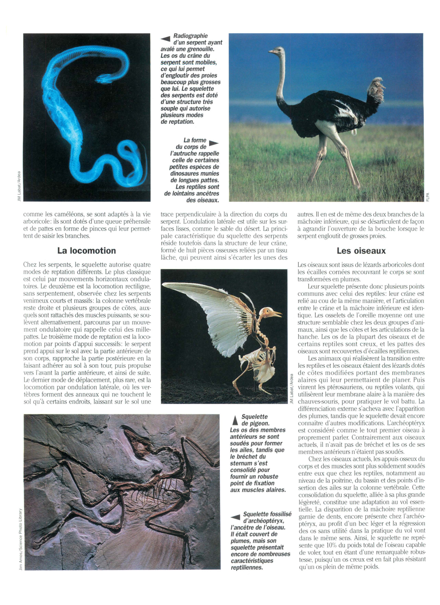 Prévisualisation du document Le Squelette des oiseaux et des reptiles