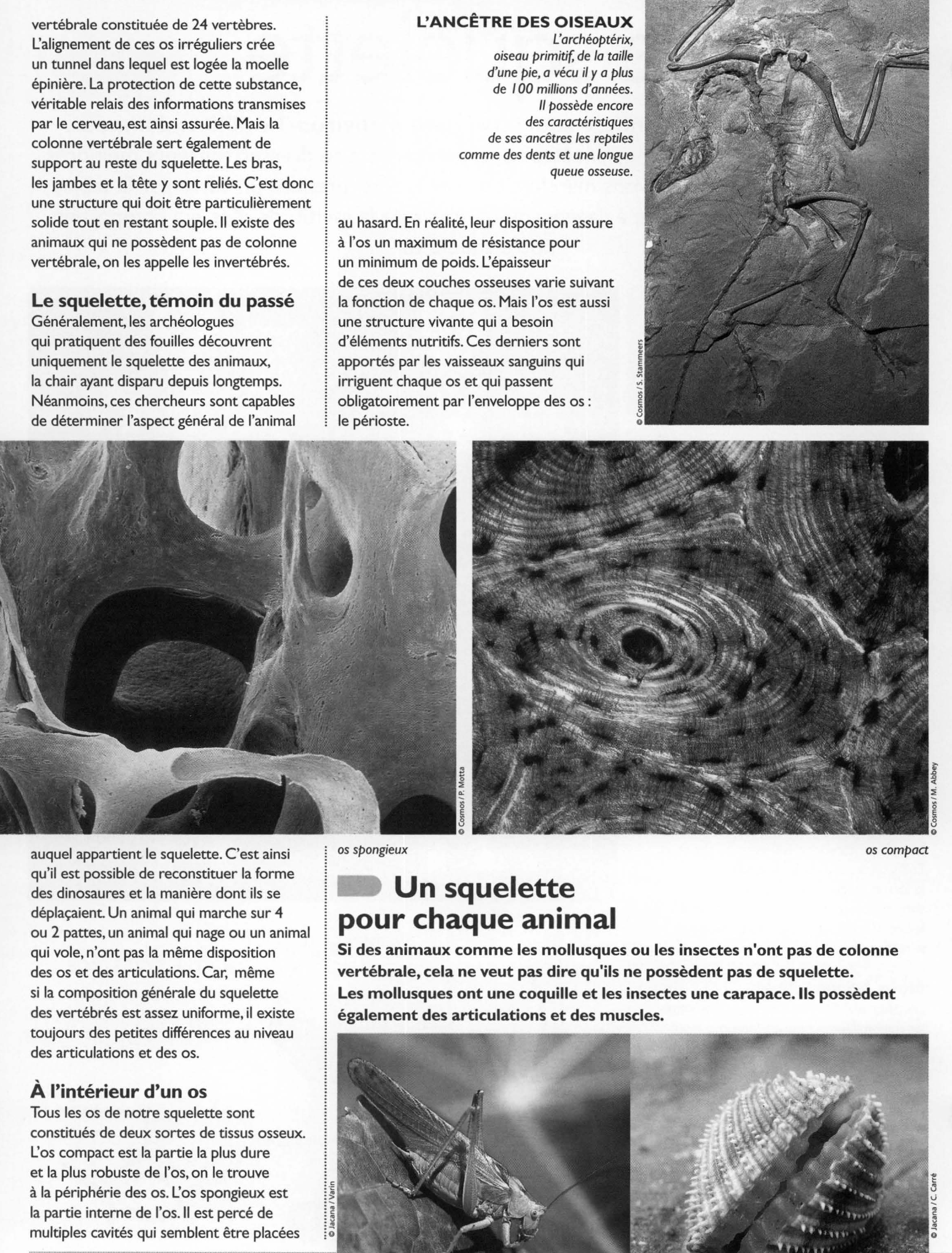 Prévisualisation du document Le squelette