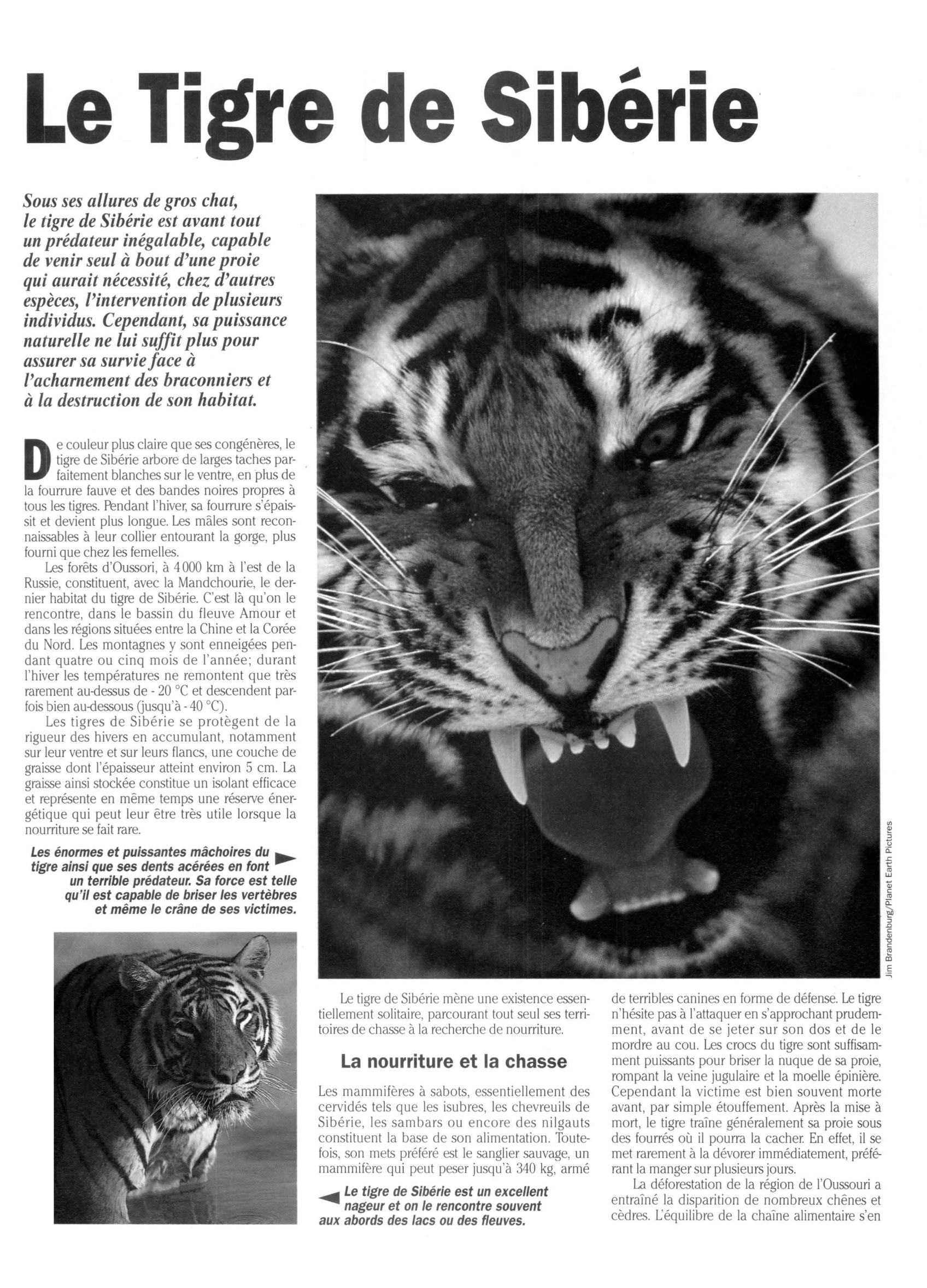 Prévisualisation du document Le tigre de Sibérie (Faune et Flore)