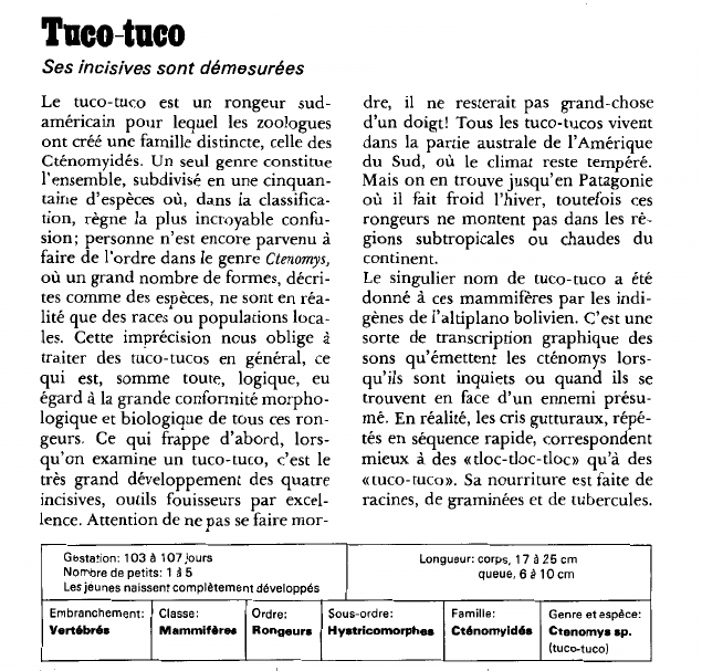 Prévisualisation du document Le tuco-tuco:Ses incisives sont démesurées.