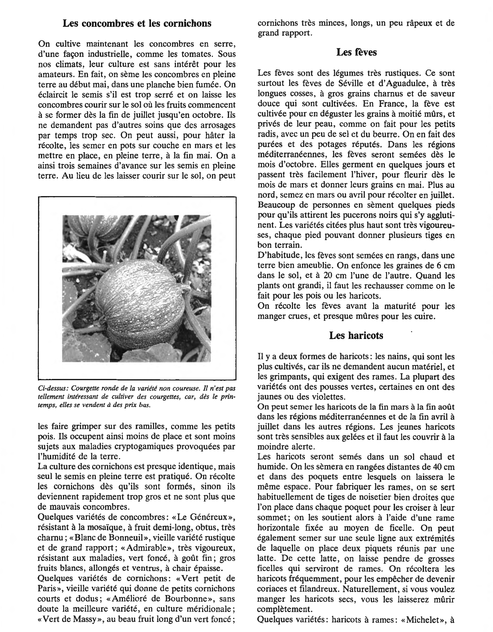 Prévisualisation du document Légumes et salades