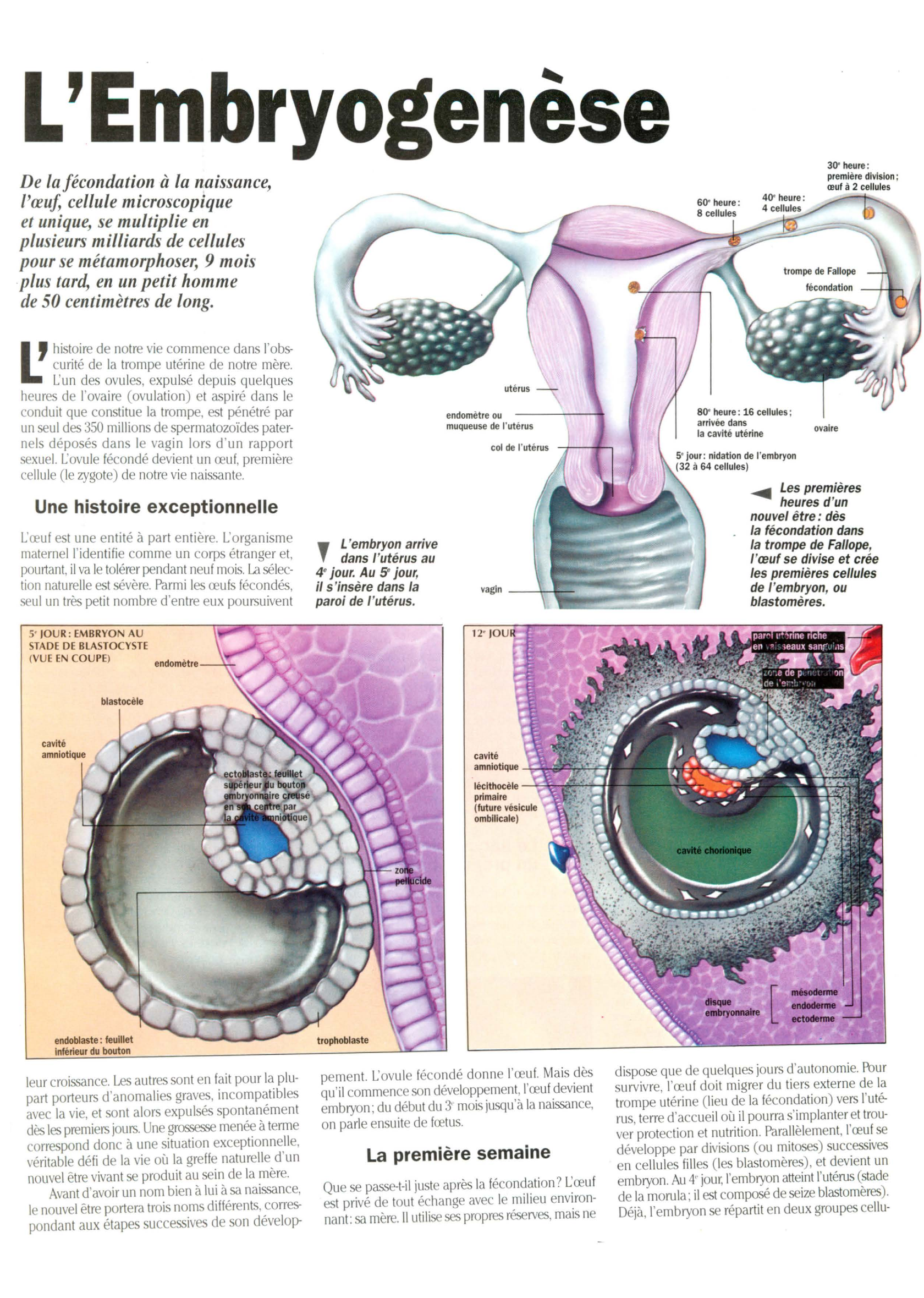 Prévisualisation du document L'Embryogenèse