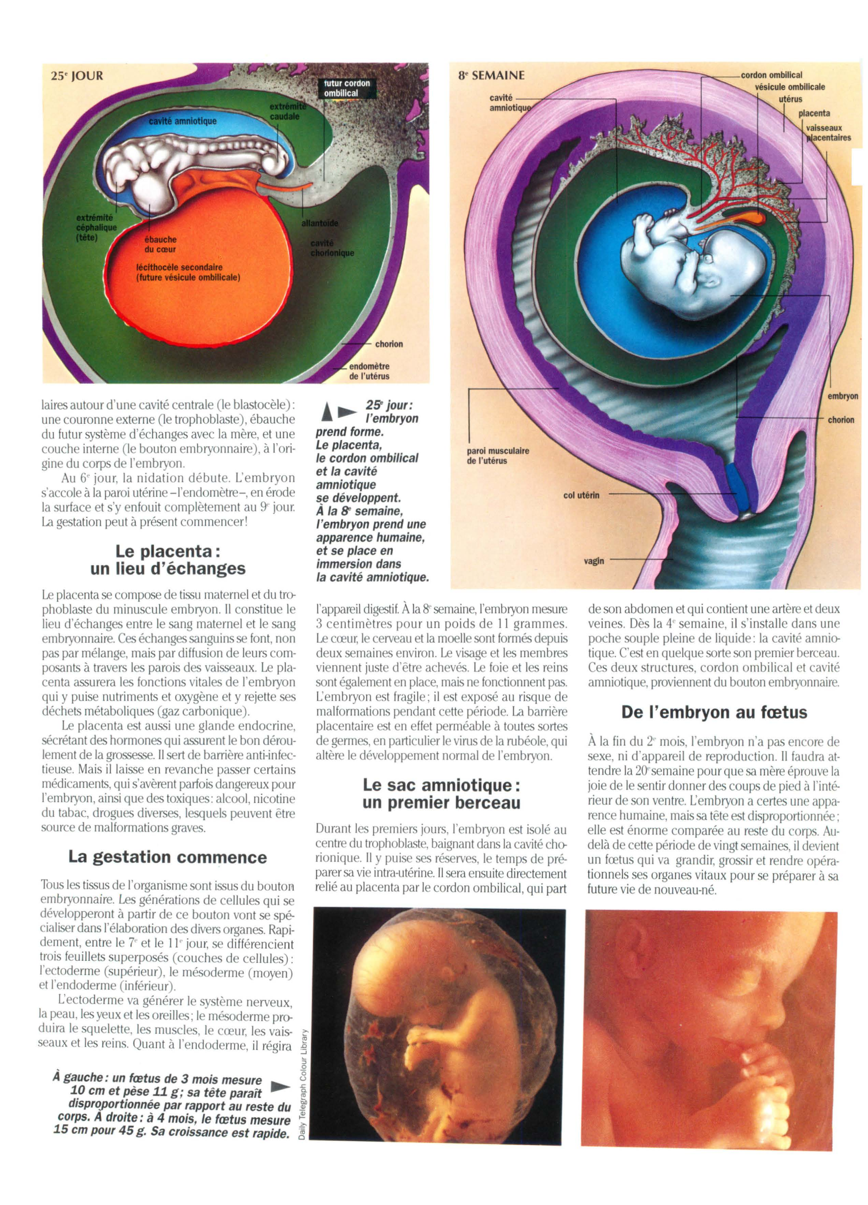 Prévisualisation du document L'Embryogenèse