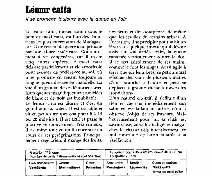 Prévisualisation du document Lémur catta:Il se promène toujours avec la queue en l'air.