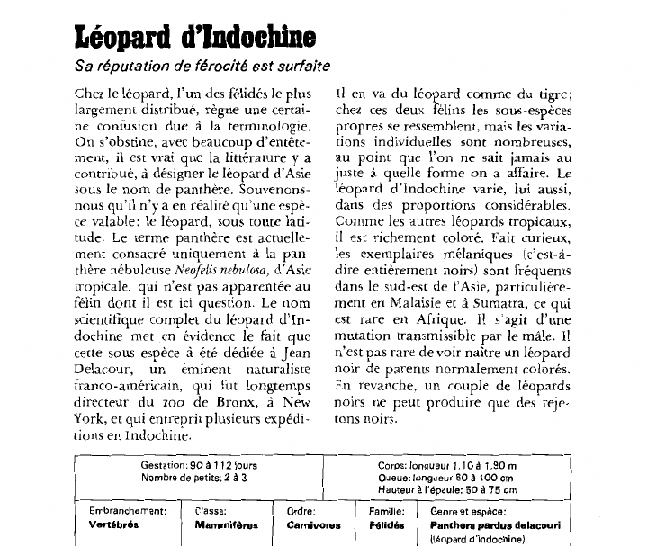 Prévisualisation du document Léopard d'Indochine:Sa réputation de férocité est surfaite.