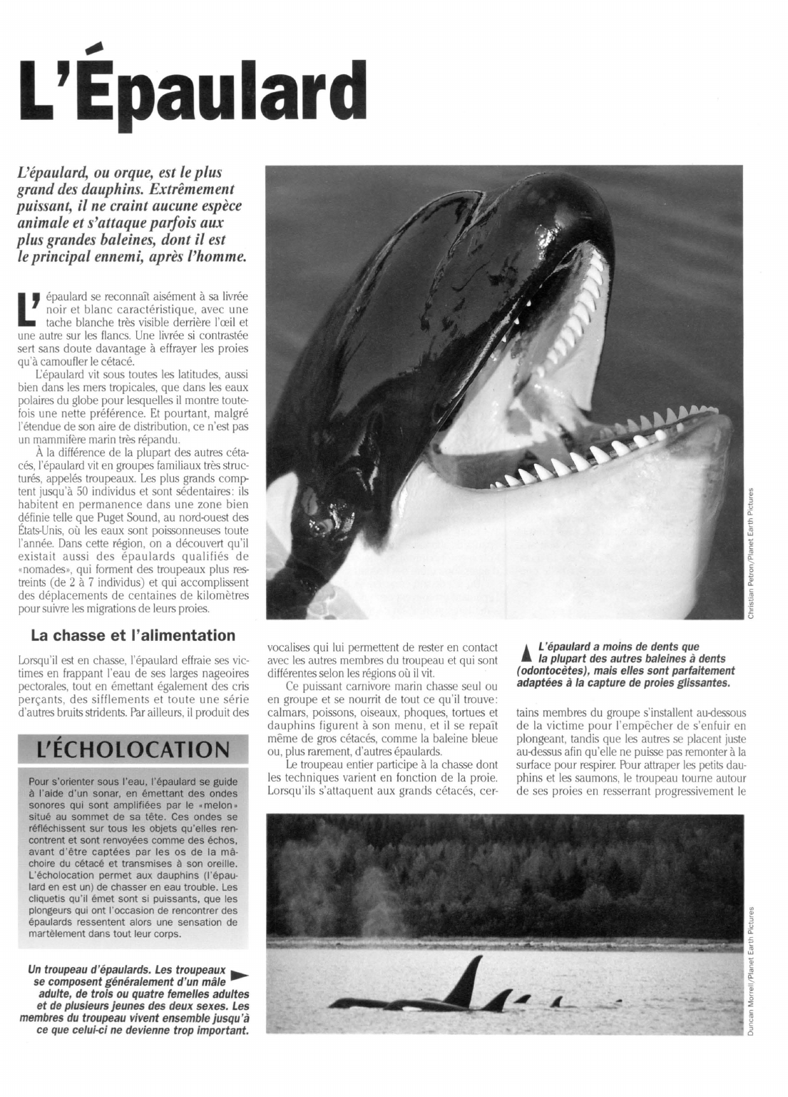Prévisualisation du document L'Epaulard