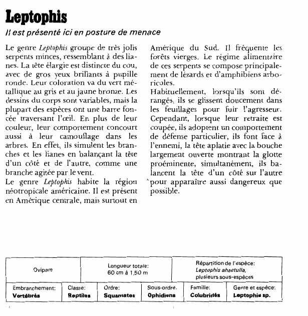 Prévisualisation du document Leptophis:Il est présenté ici en posture de menace.