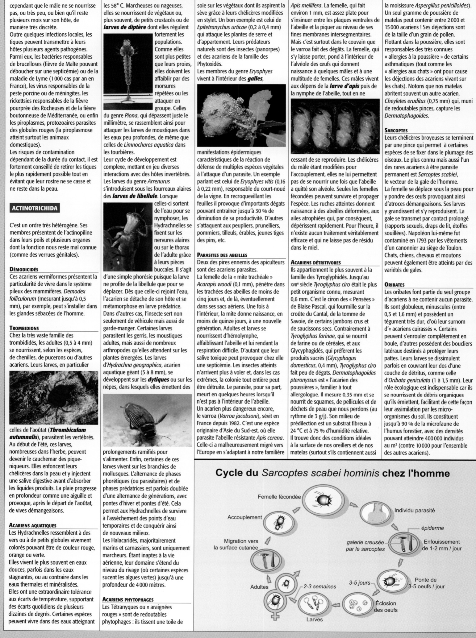Prévisualisation du document Les acariens