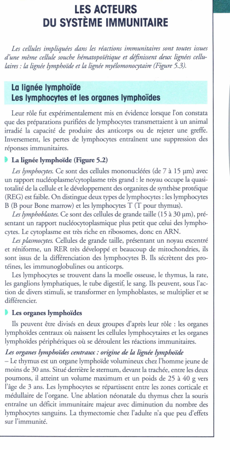 Prévisualisation du document LES ACTEURS
DU SYSTÈME IMMUNITAIRE
Les cellules impliquées dans les réactions immunitaires sont toutes issues
d'une même cellule souche hématopoiëtique...