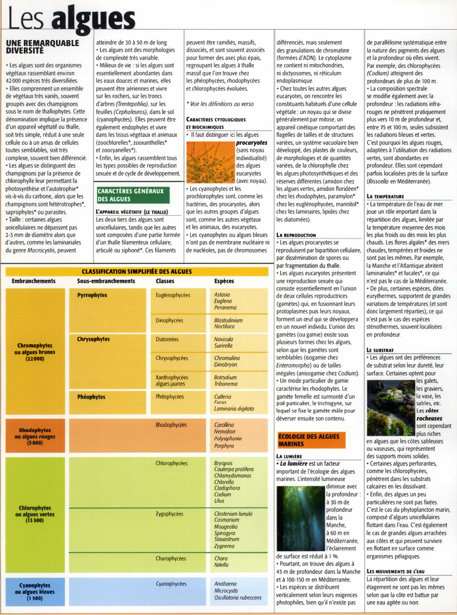 Prévisualisation du document les algues