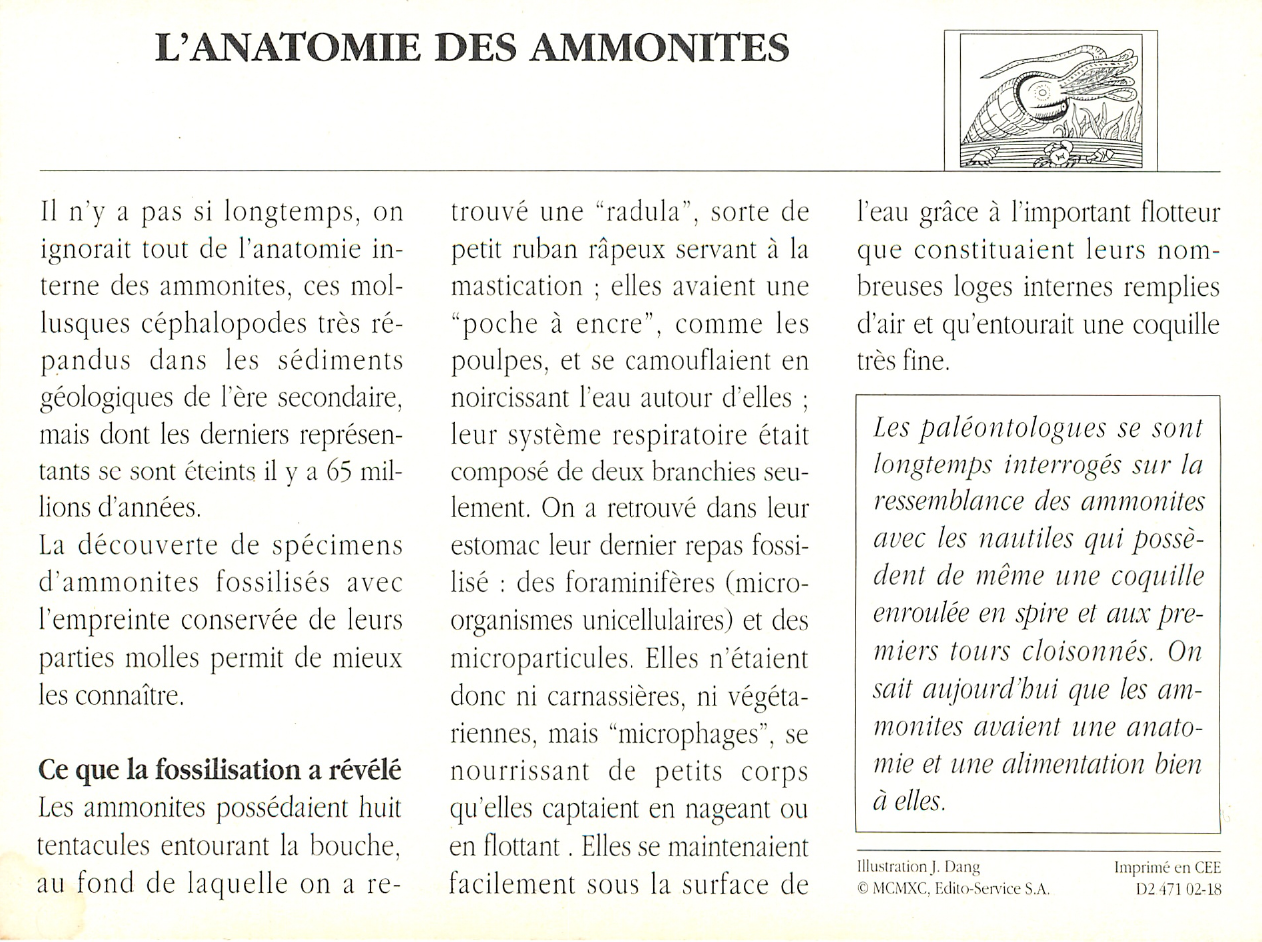 Prévisualisation du document Les Ammonites
