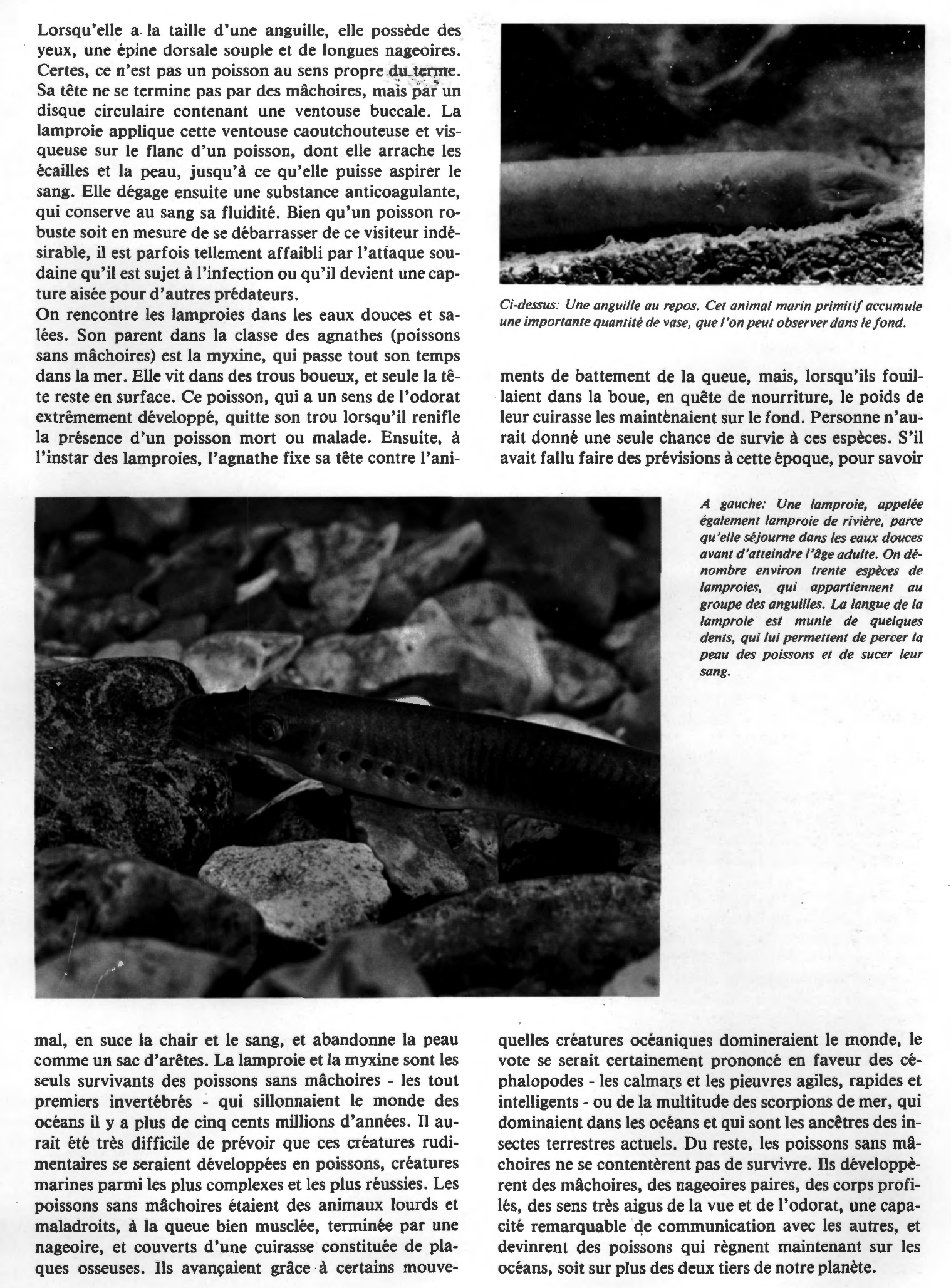 Prévisualisation du document Les ancêtres des poissons