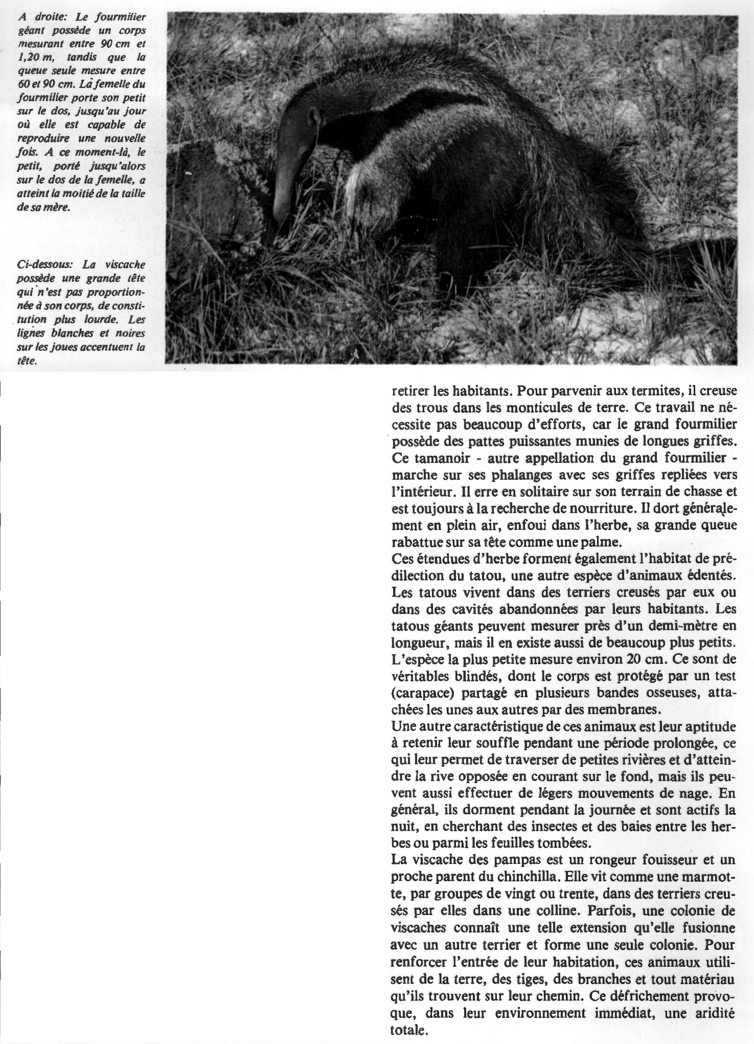 Prévisualisation du document Les animaux à denture réduite du Gran Chaco