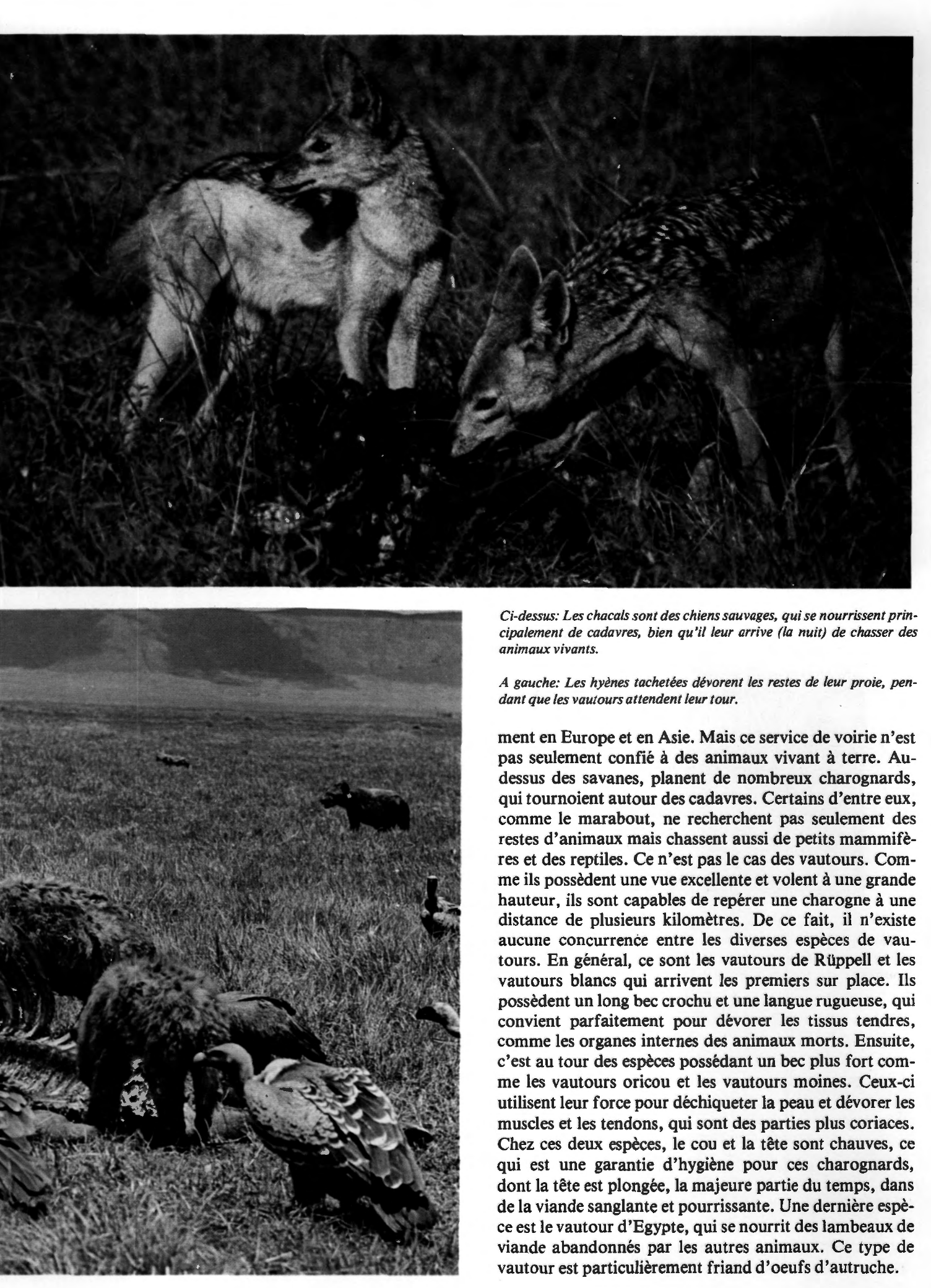Prévisualisation du document Les animaux charognards de la savane