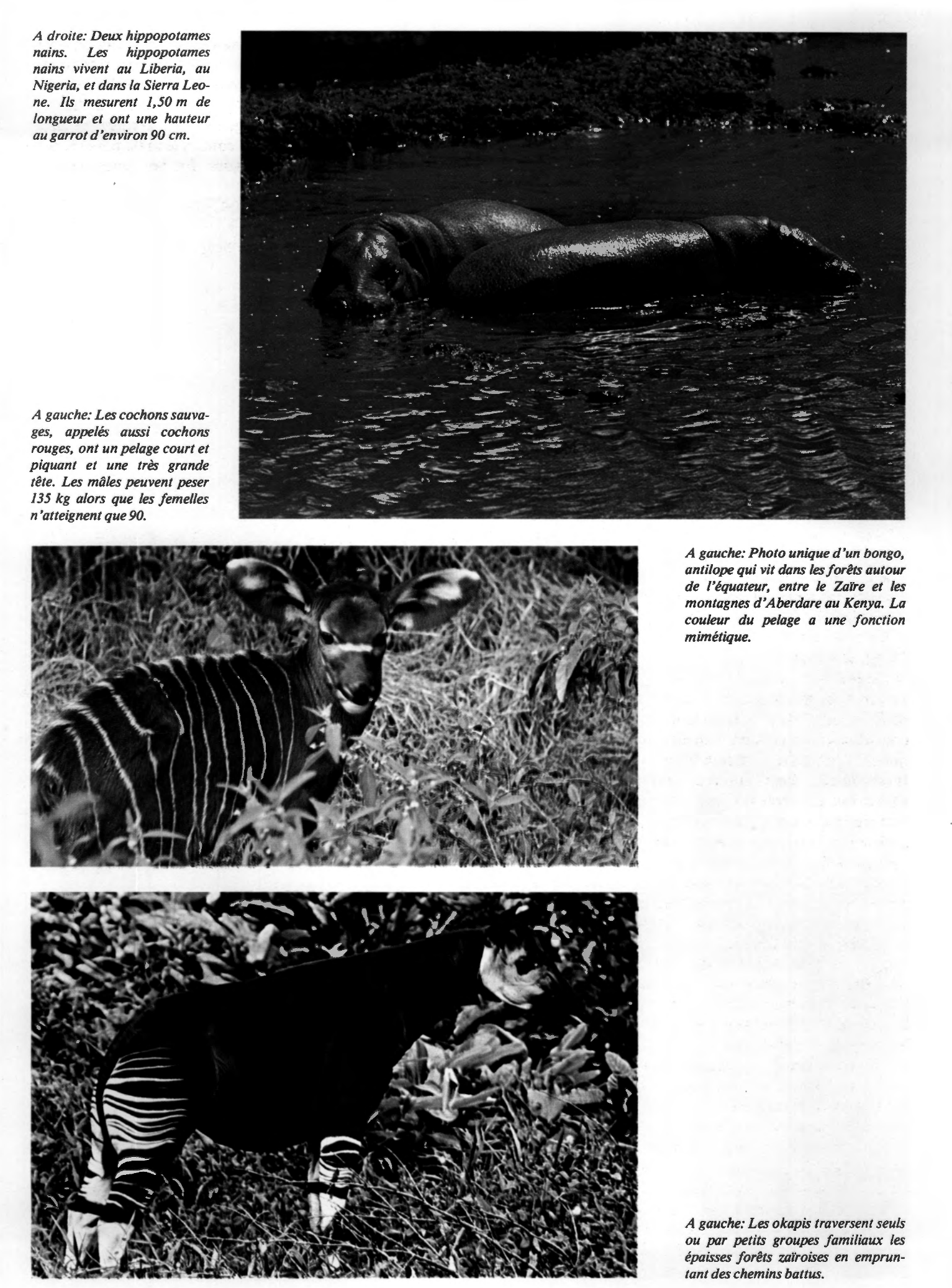 Prévisualisation du document Les animaux de la forêt tropicale (Afrique)