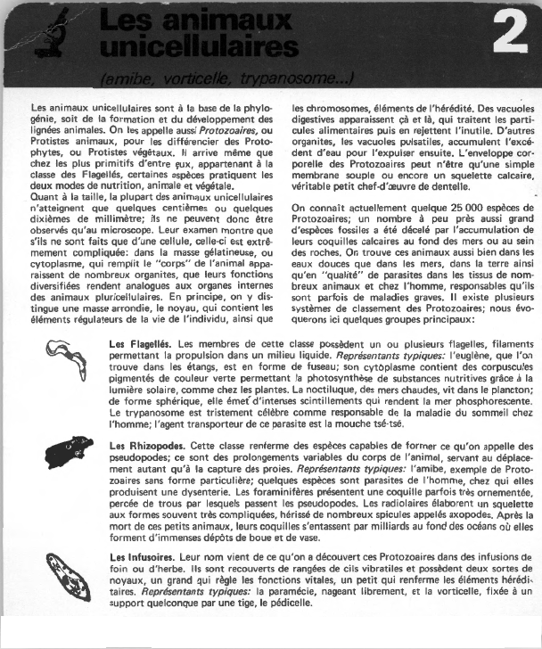 Prévisualisation du document Les animauxunicellulaires.