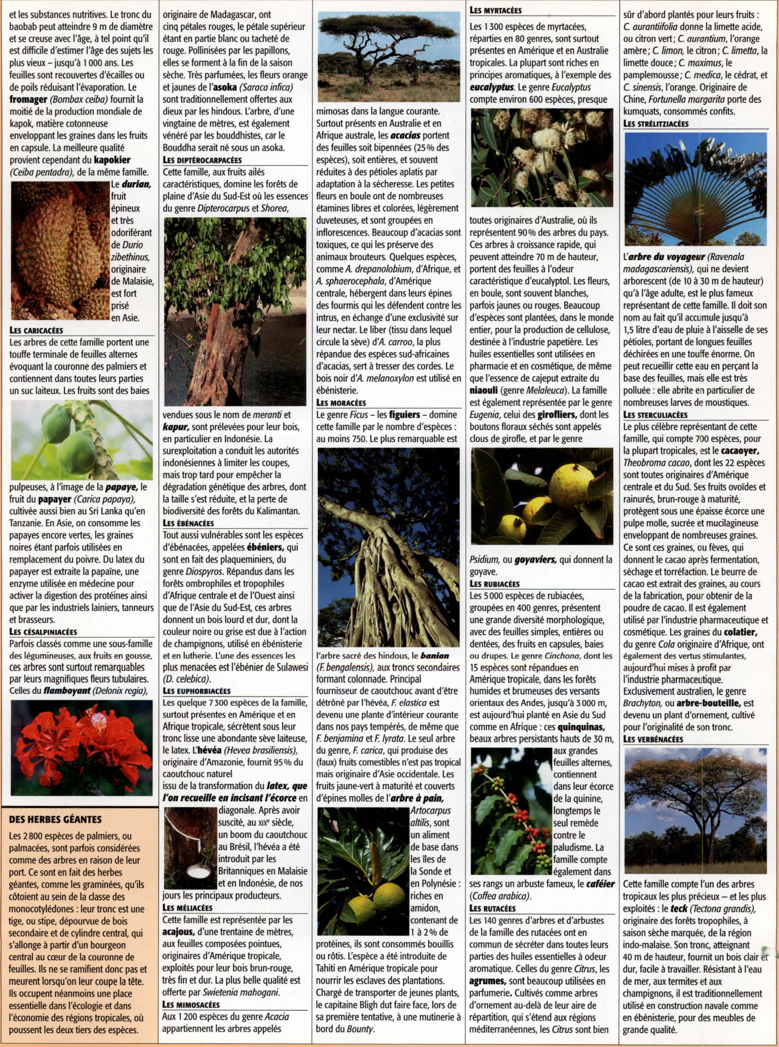 Prévisualisation du document LES ARBRES TROPICAUX (Exposé – SVT – Collège/Lycée)