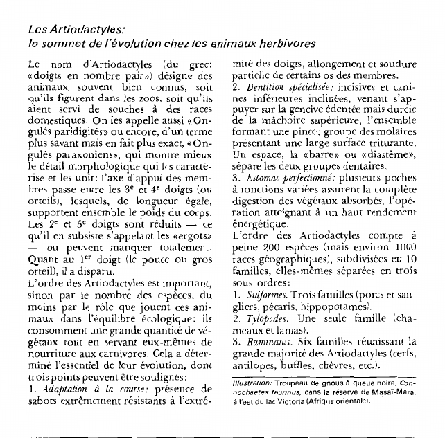 Prévisualisation du document Les Artiodactyles:le sommet de l'évolution chez les animaux herbivores.